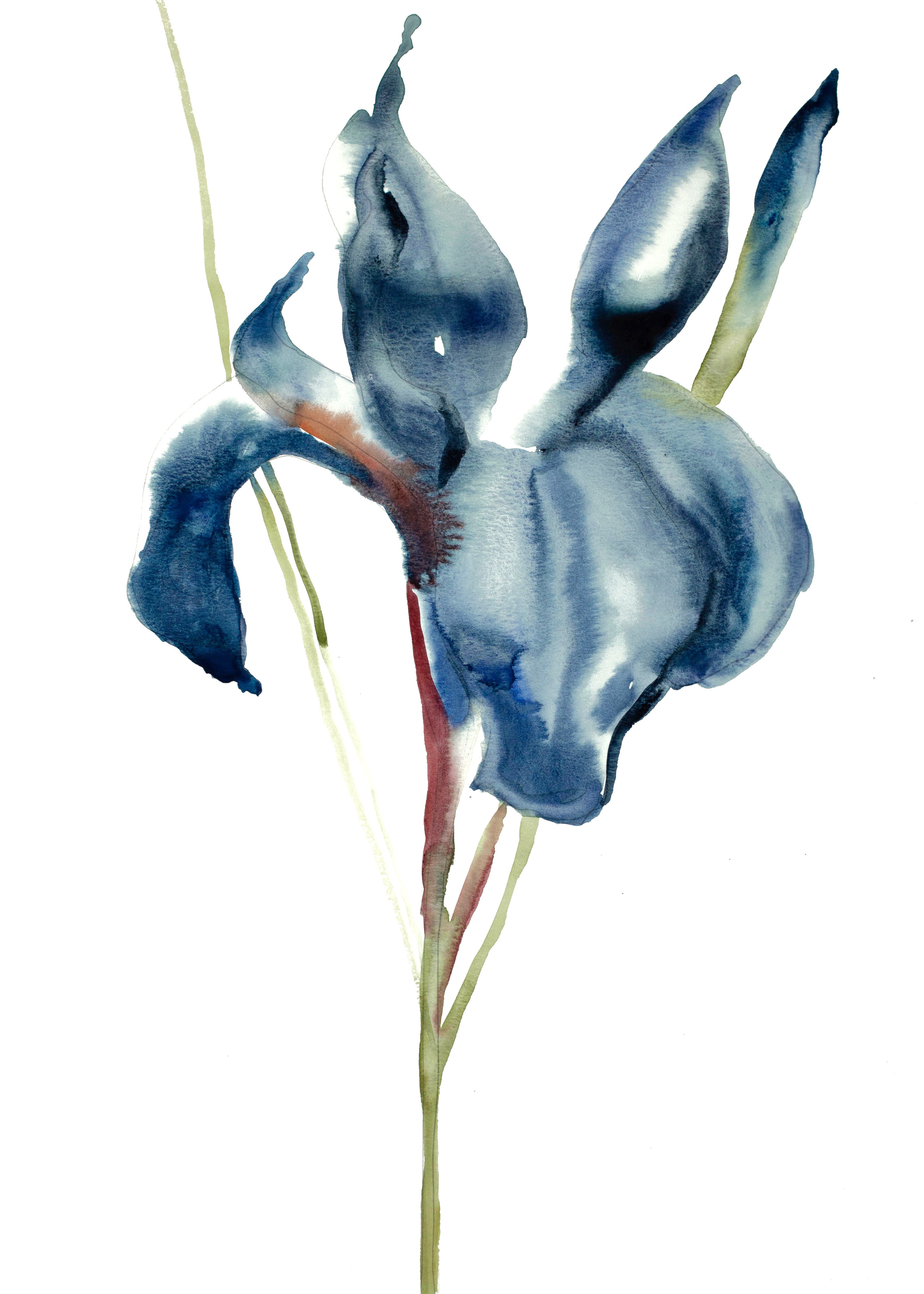 Elizabeth Becker, Iris No. 43 Elizabeth Becker, Iris No. 43