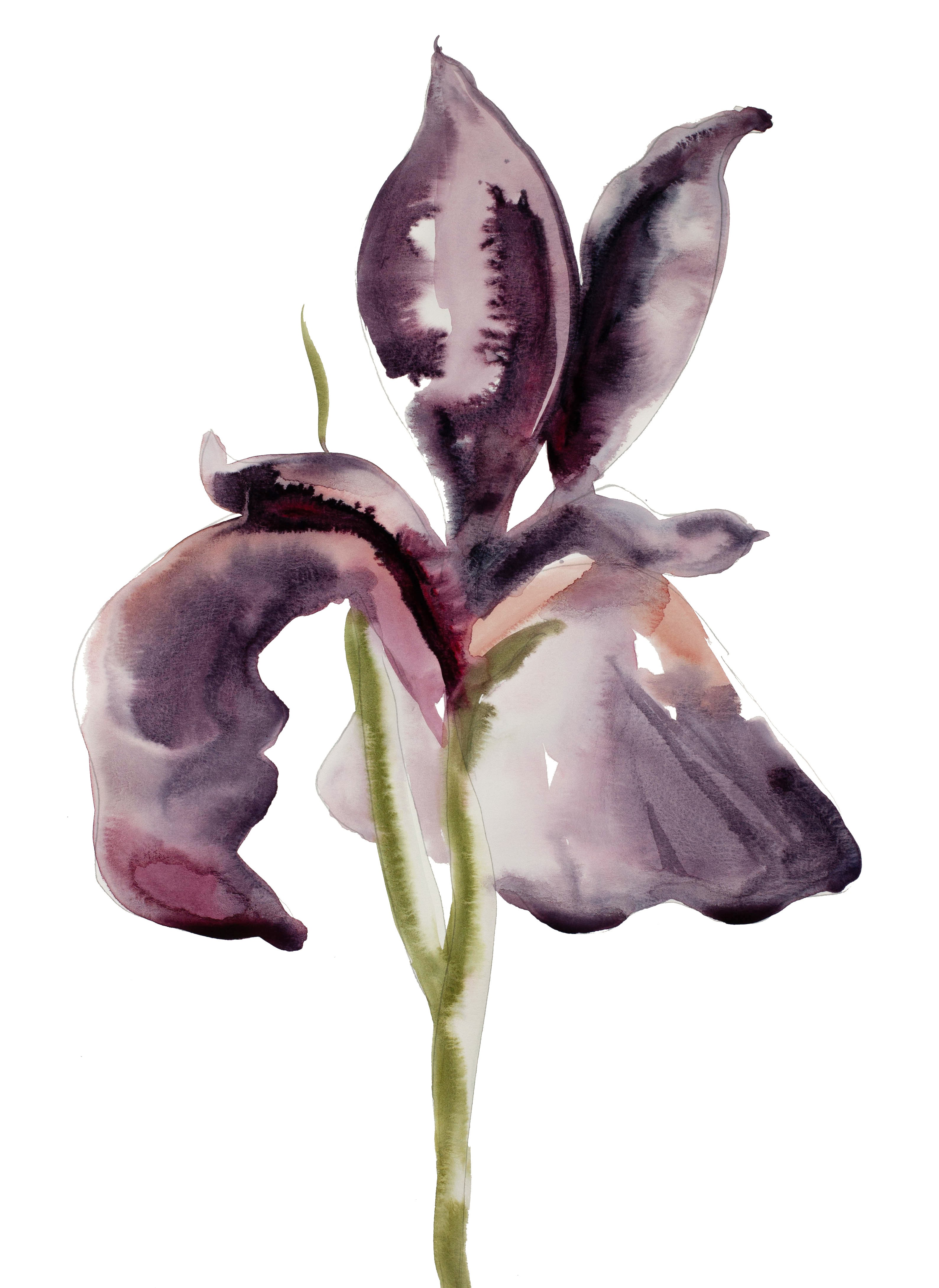 Elizabeth Becker, Iris No. 54 Elizabeth Becker, Iris No. 54