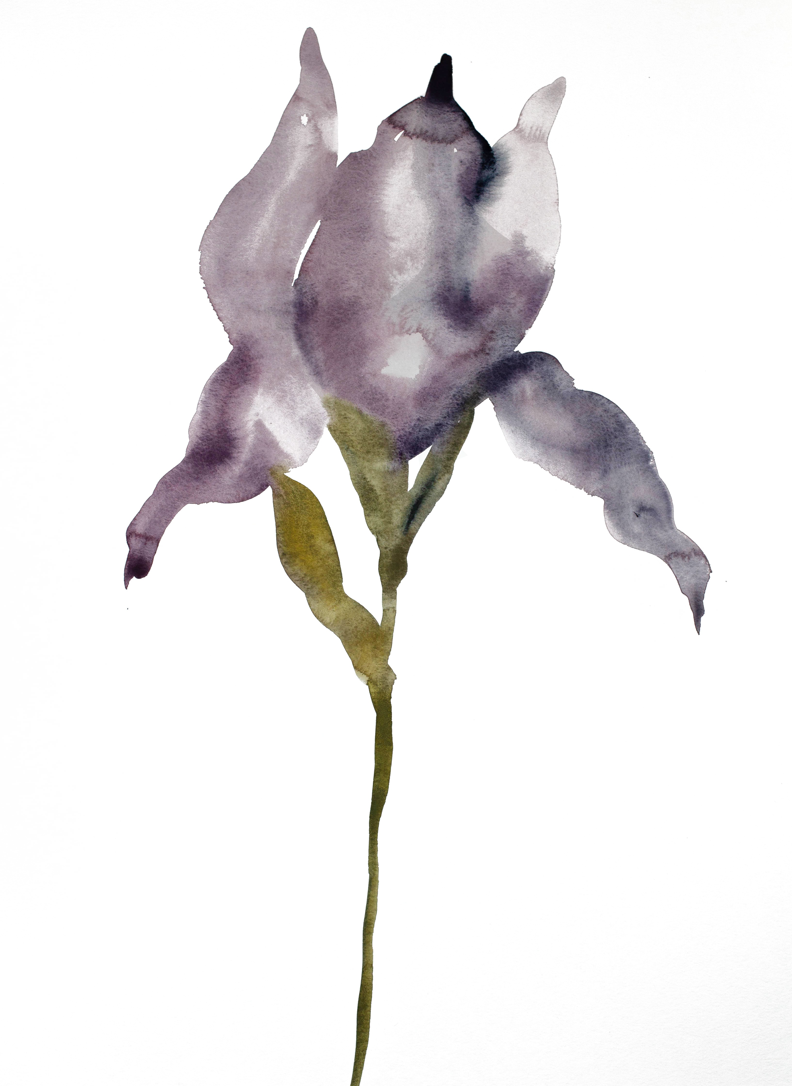 Elizabeth Becker, Iris No. 46 Elizabeth Becker, Iris No. 46