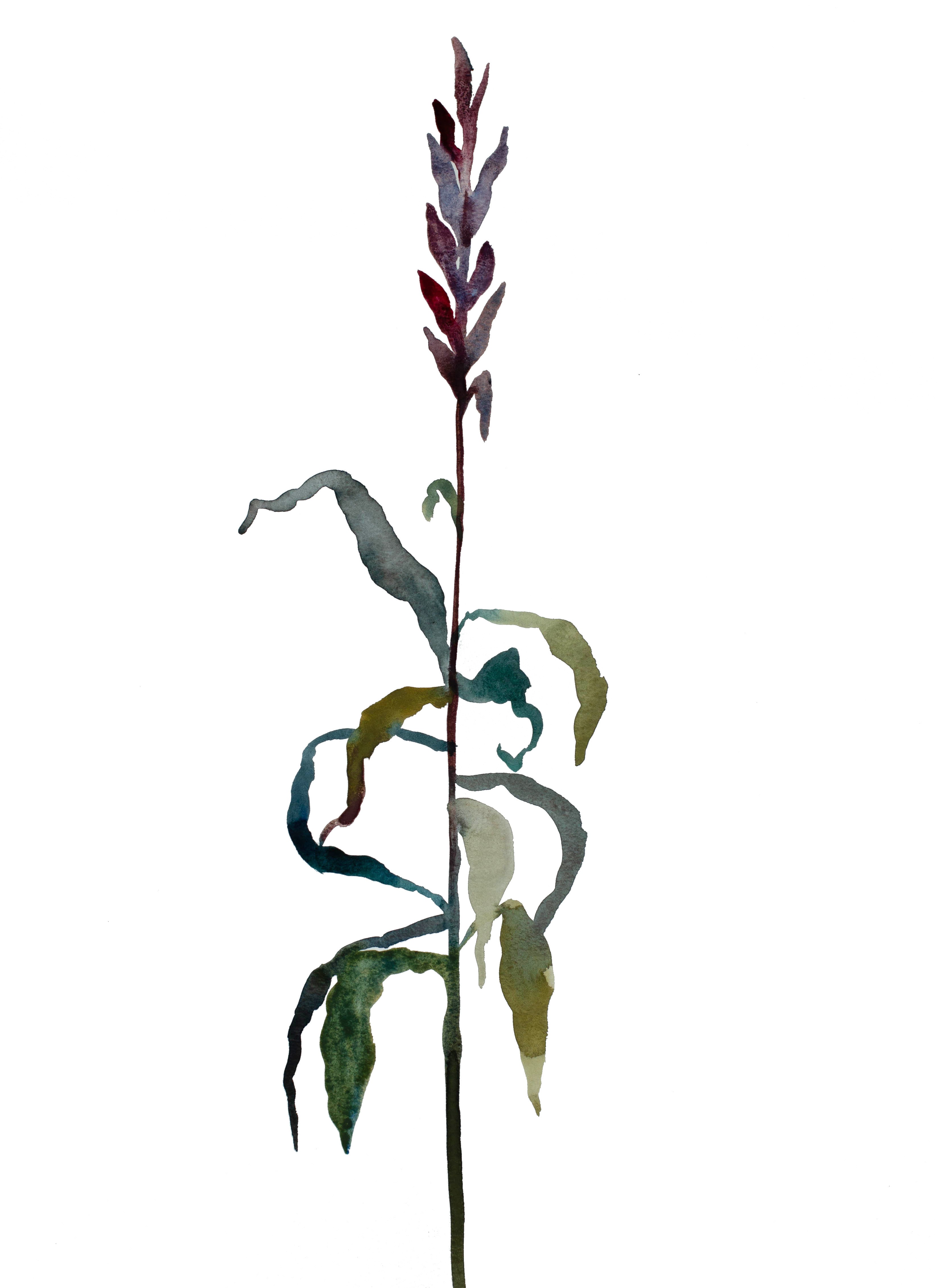 Elizabeth Becker, Plant Study No. 37 Elizabeth Becker, Plant Study No. 37