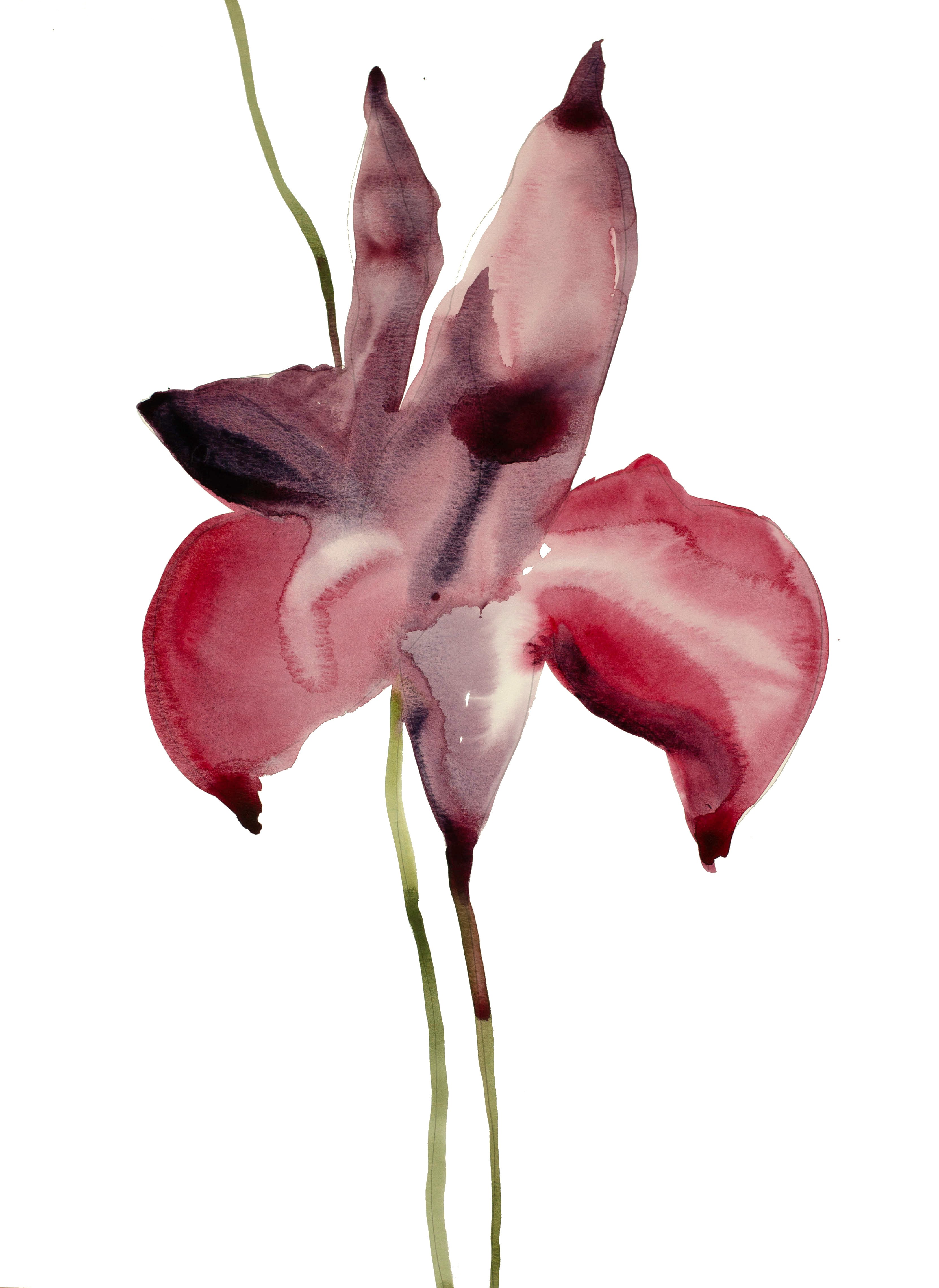 Elizabeth Becker, Iris No. 56 Elizabeth Becker, Iris No. 56