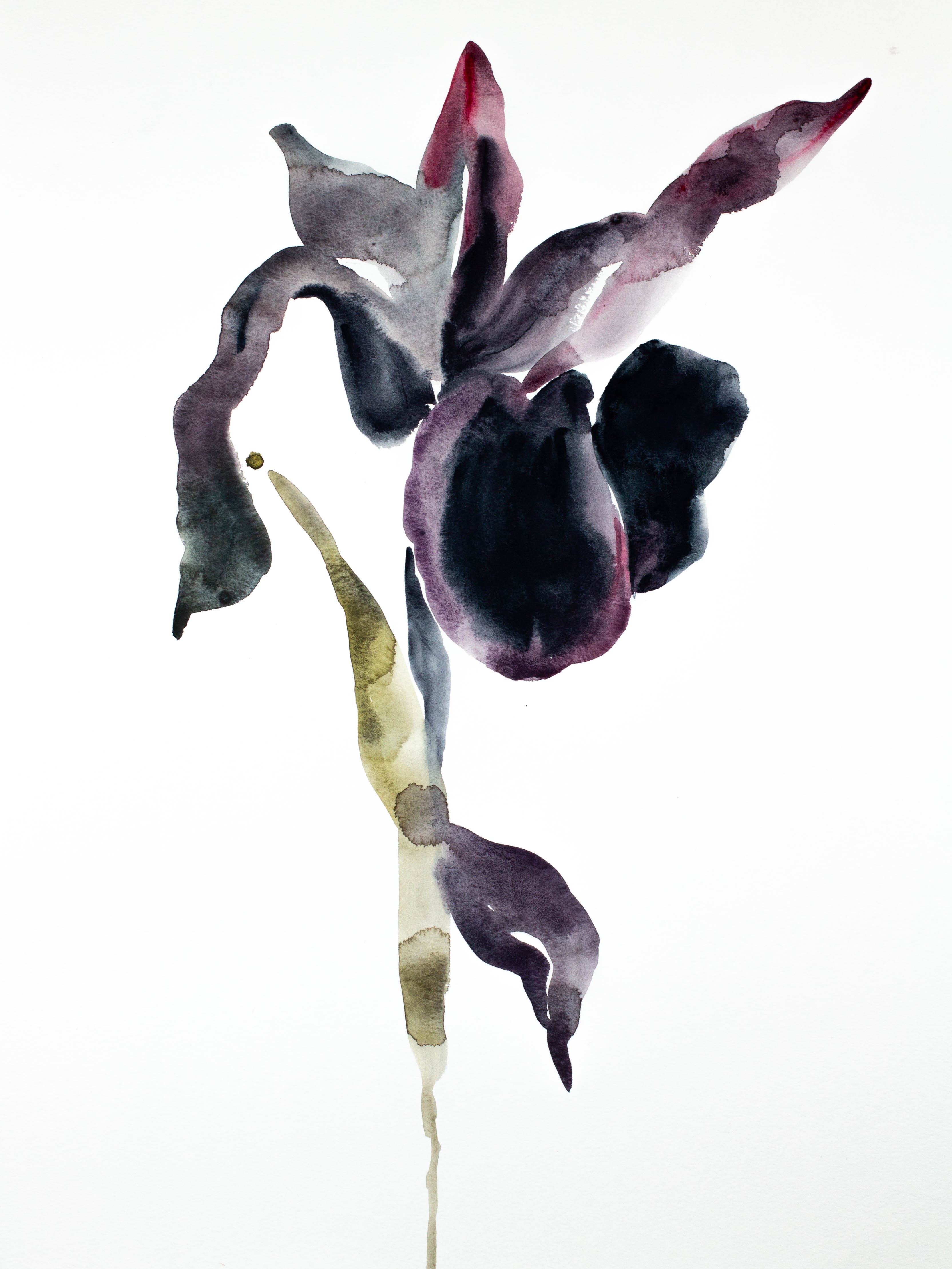 Elizabeth Becker, Iris No. 66 Elizabeth Becker, Iris No. 66