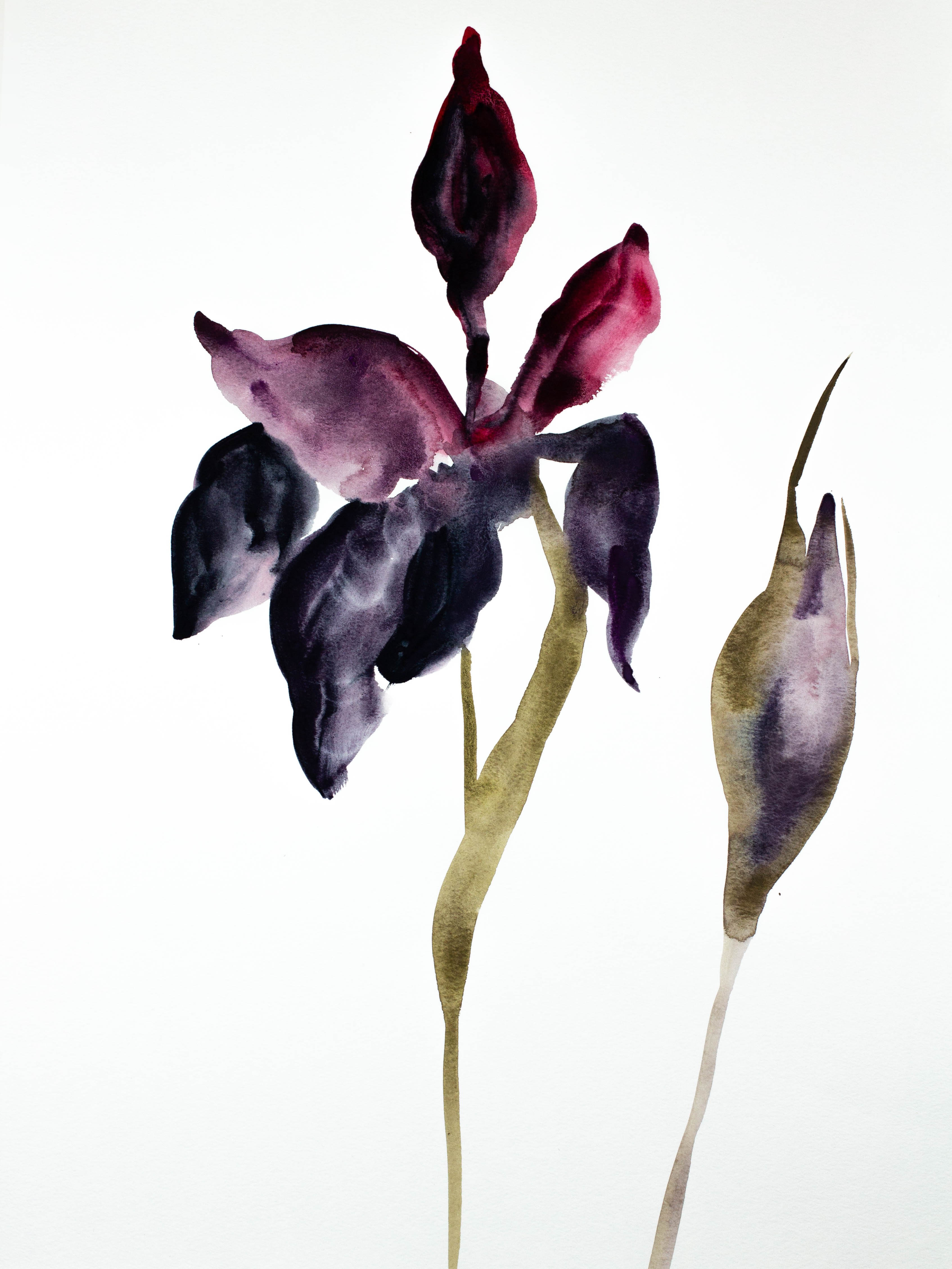 Elizabeth Becker, Iris No. 65 Elizabeth Becker, Iris No. 65