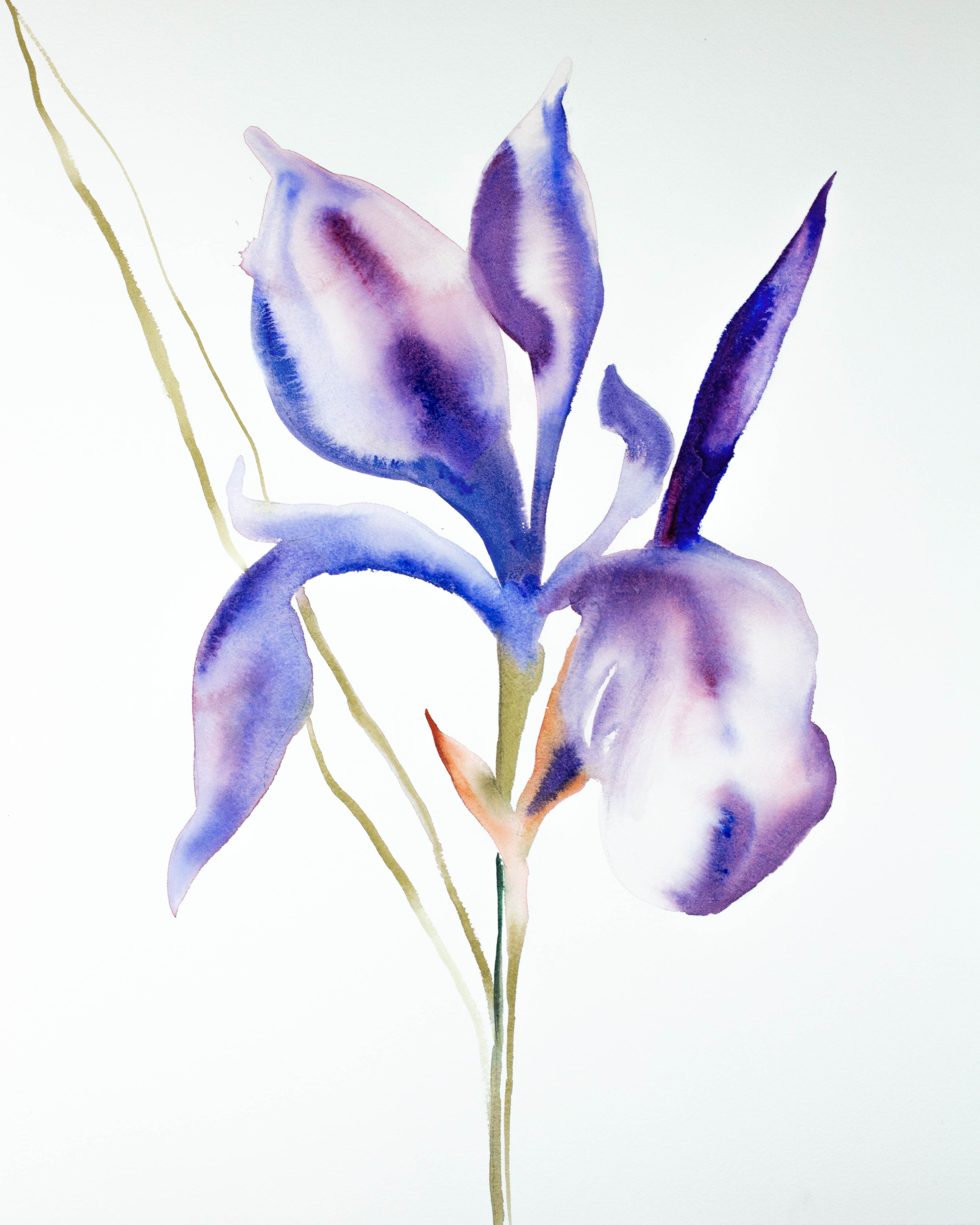 Elizabeth Becker, Iris No. 61 Elizabeth Becker, Iris No. 61