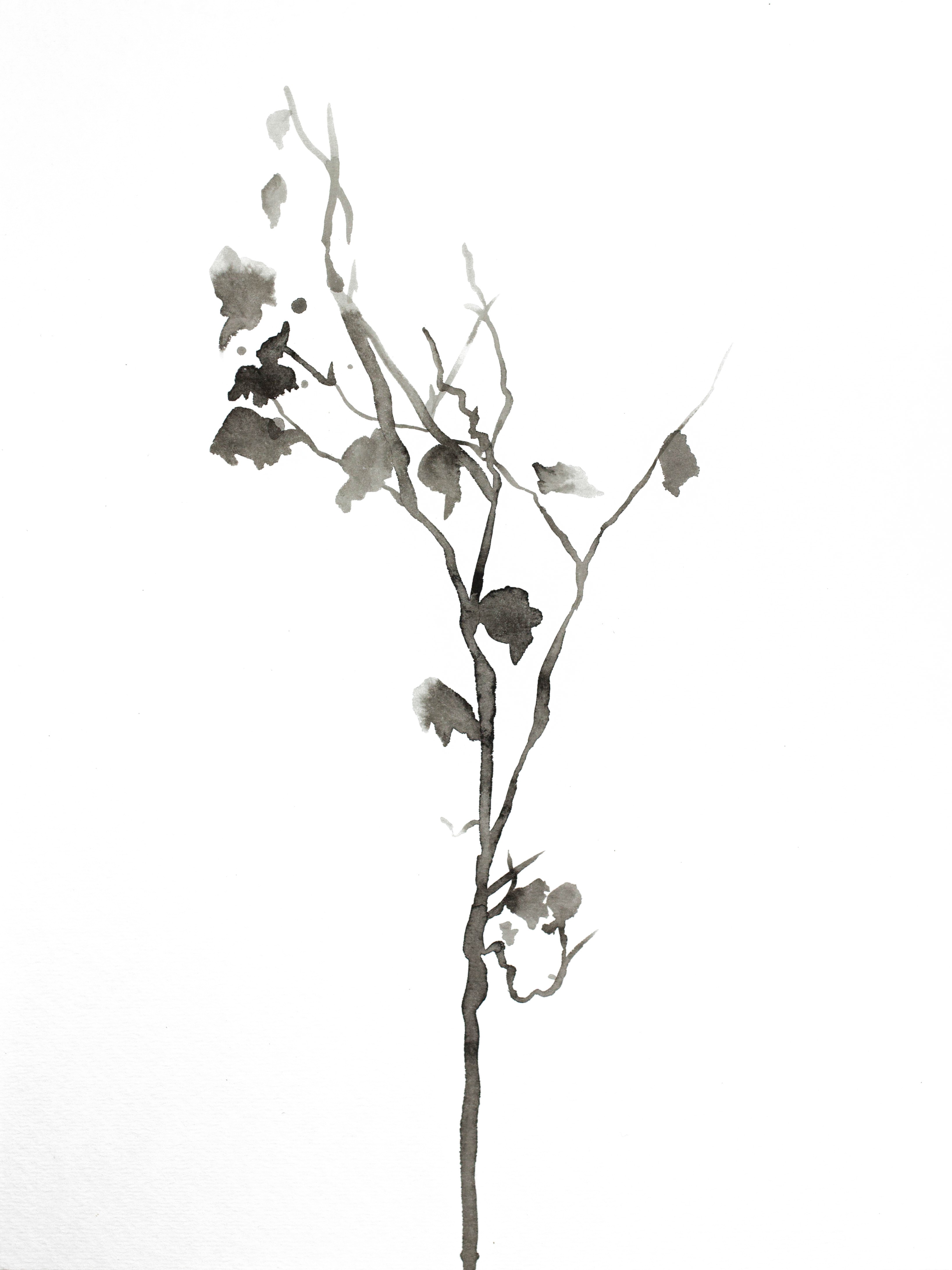 Elizabeth Becker, Plant Study No. 25 Elizabeth Becker, Plant Study No. 25