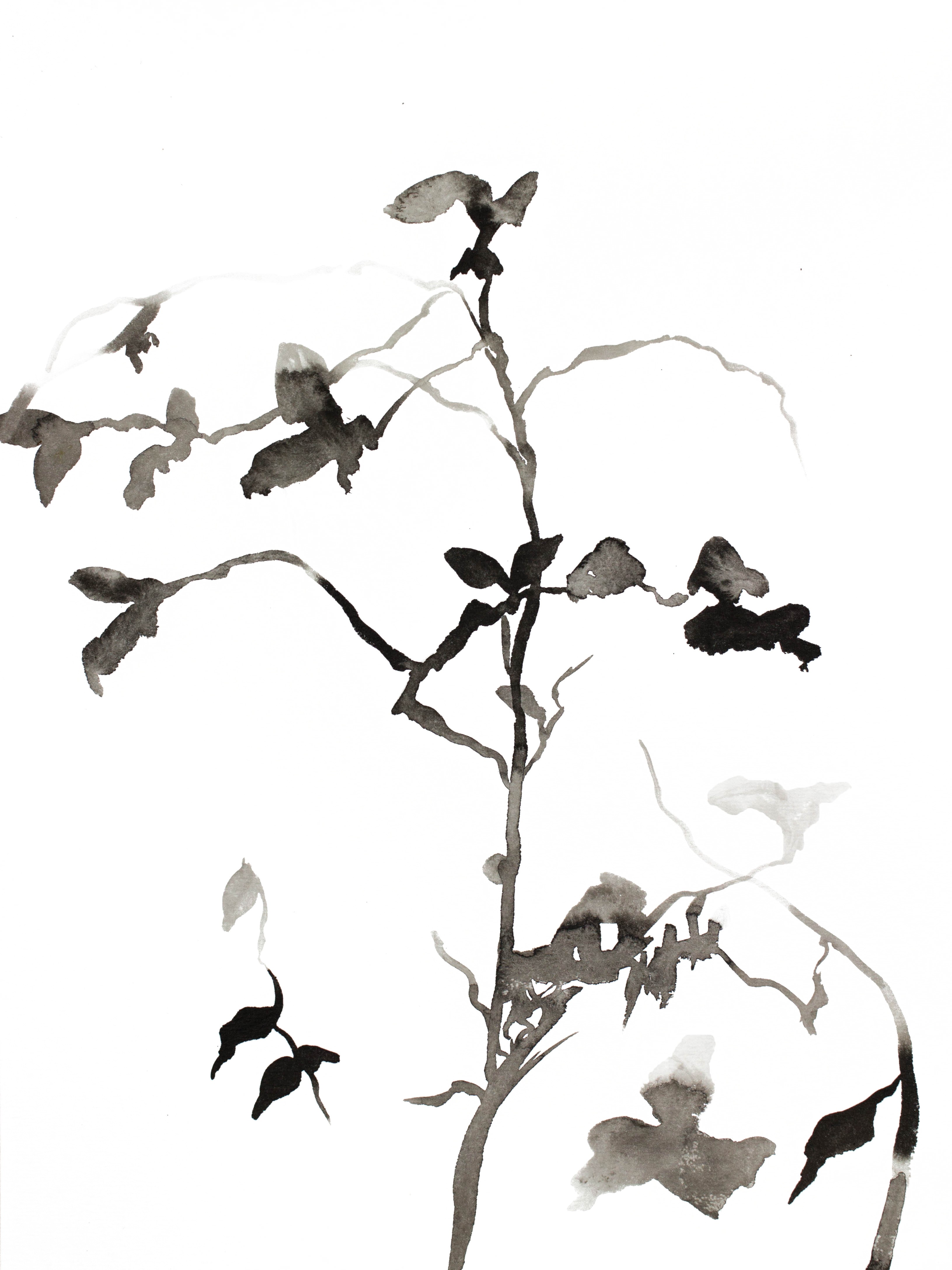 Elizabeth Becker, Plant Study No. 27 Elizabeth Becker, Plant Study No. 27