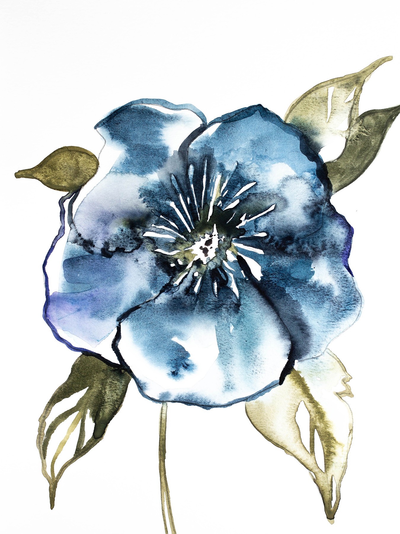 Elizabeth Becker, Hellebore No. 1 Elizabeth Becker, Hellebore No. 1