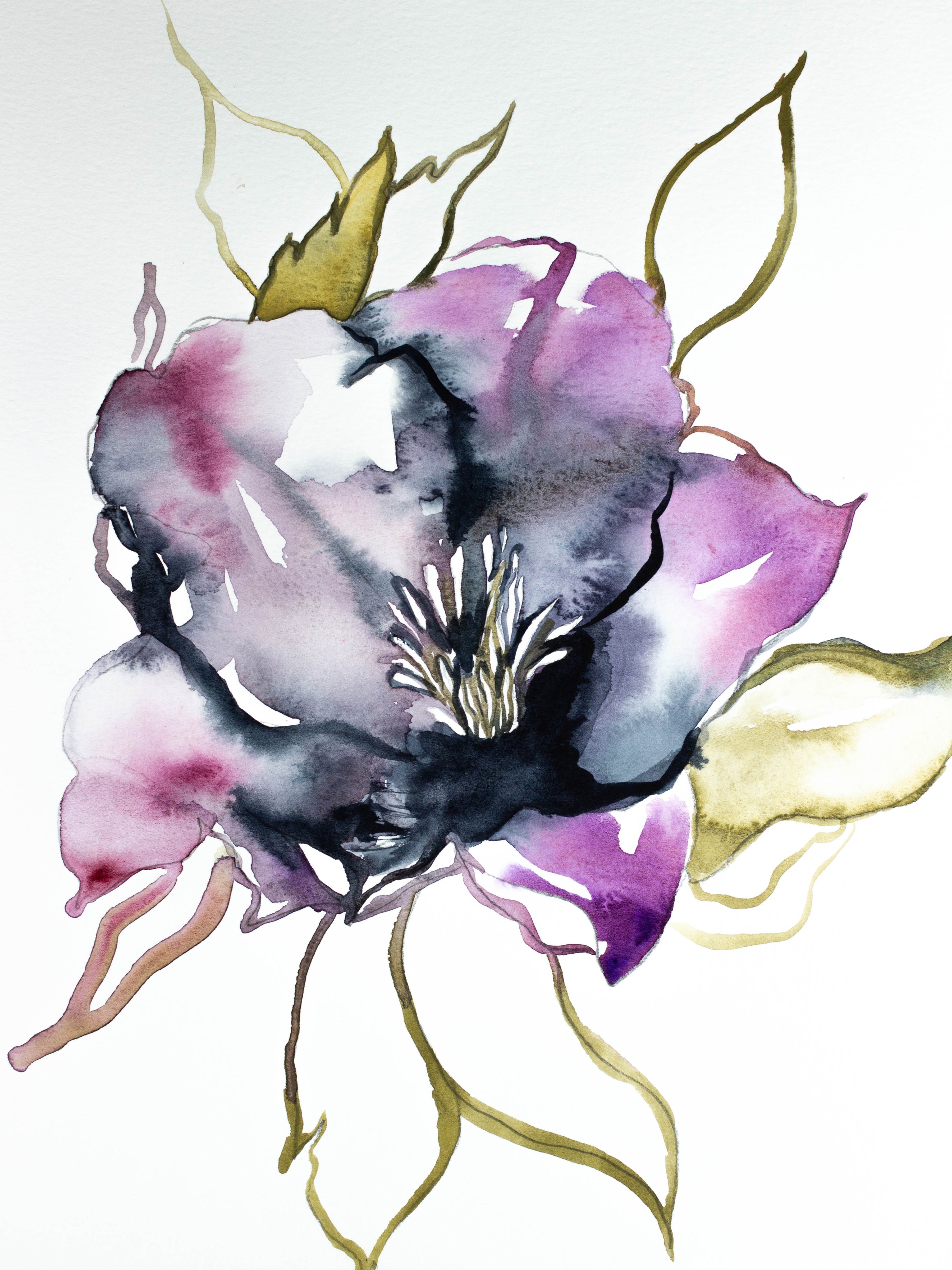 Elizabeth Becker, Hellebore No. 1 Elizabeth Becker, Hellebore No. 1