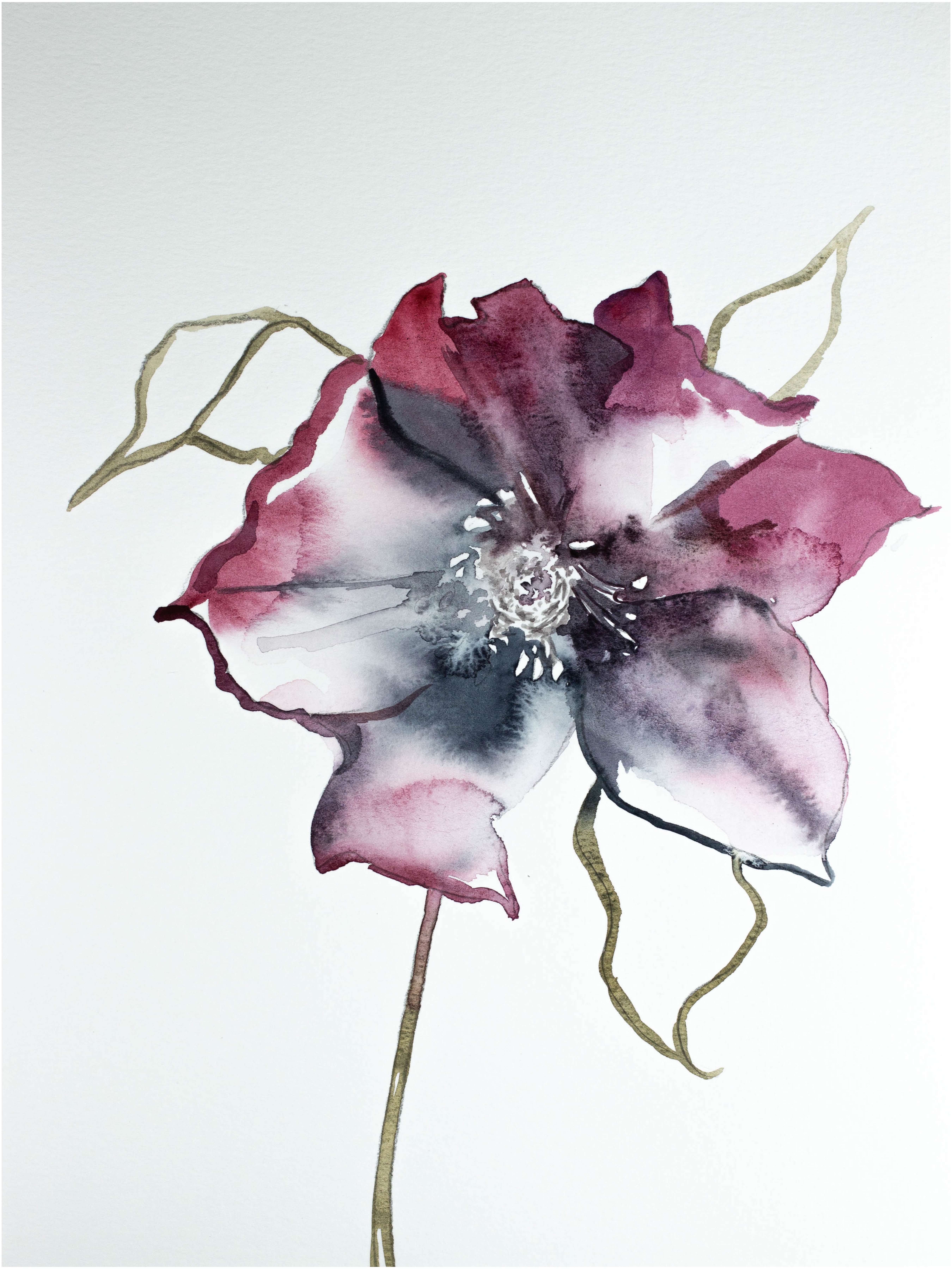 Elizabeth Becker, Hellebore No. 3 Elizabeth Becker, Hellebore No. 3