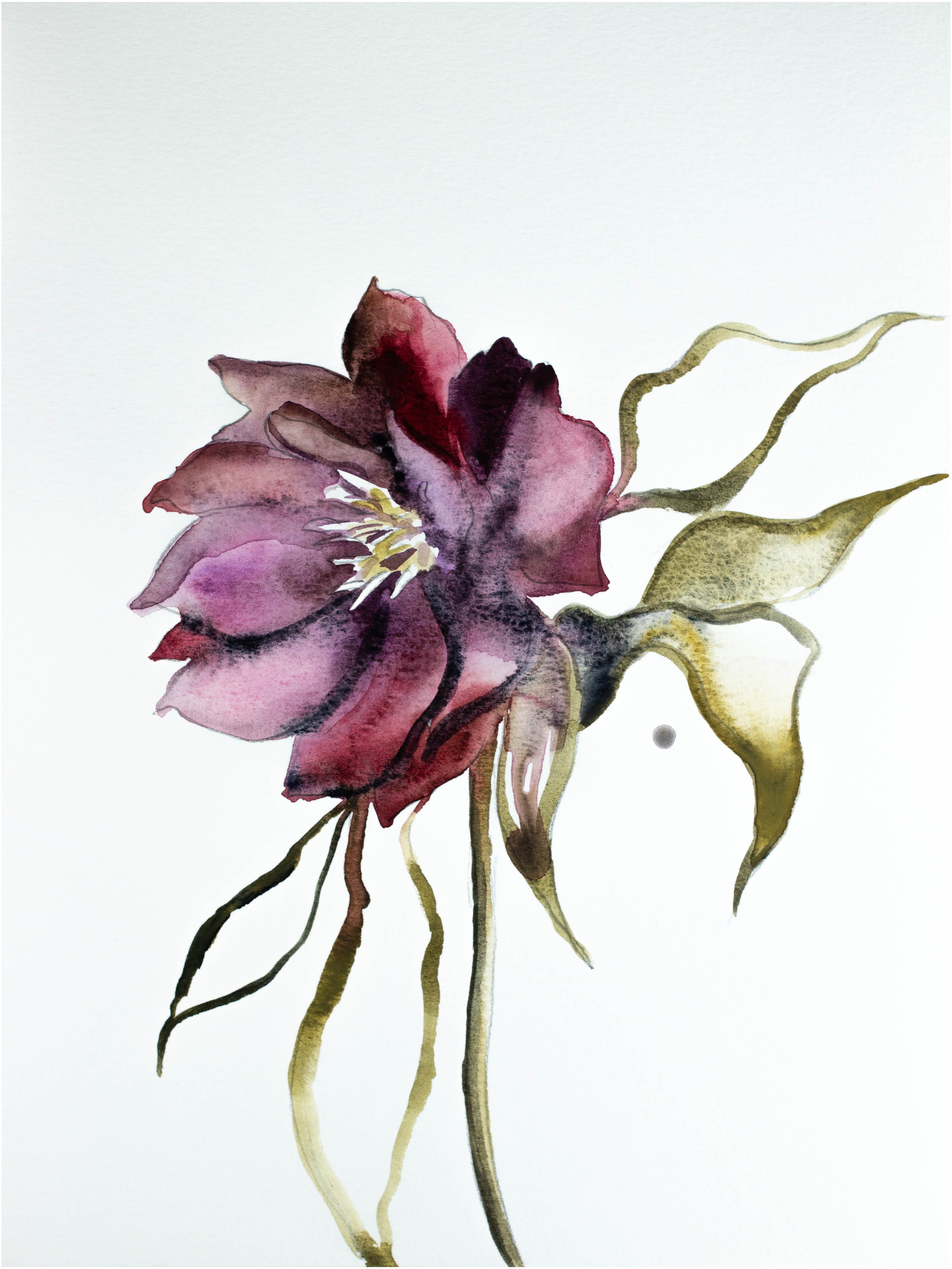 Elizabeth Becker, Hellebore No. 5 Elizabeth Becker, Hellebore No. 5