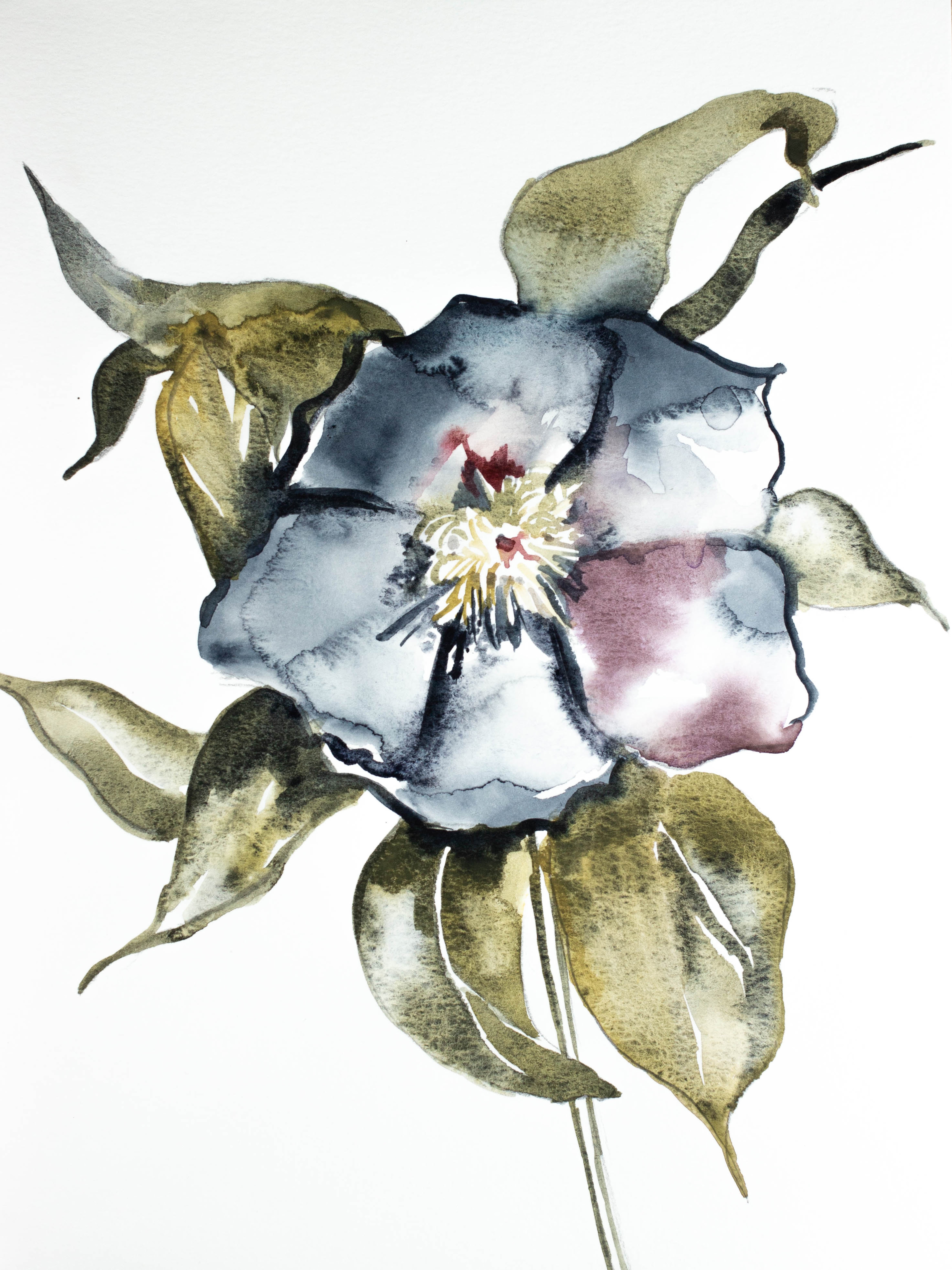 Elizabeth Becker, Hellebore No. 6 Elizabeth Becker, Hellebore No. 6