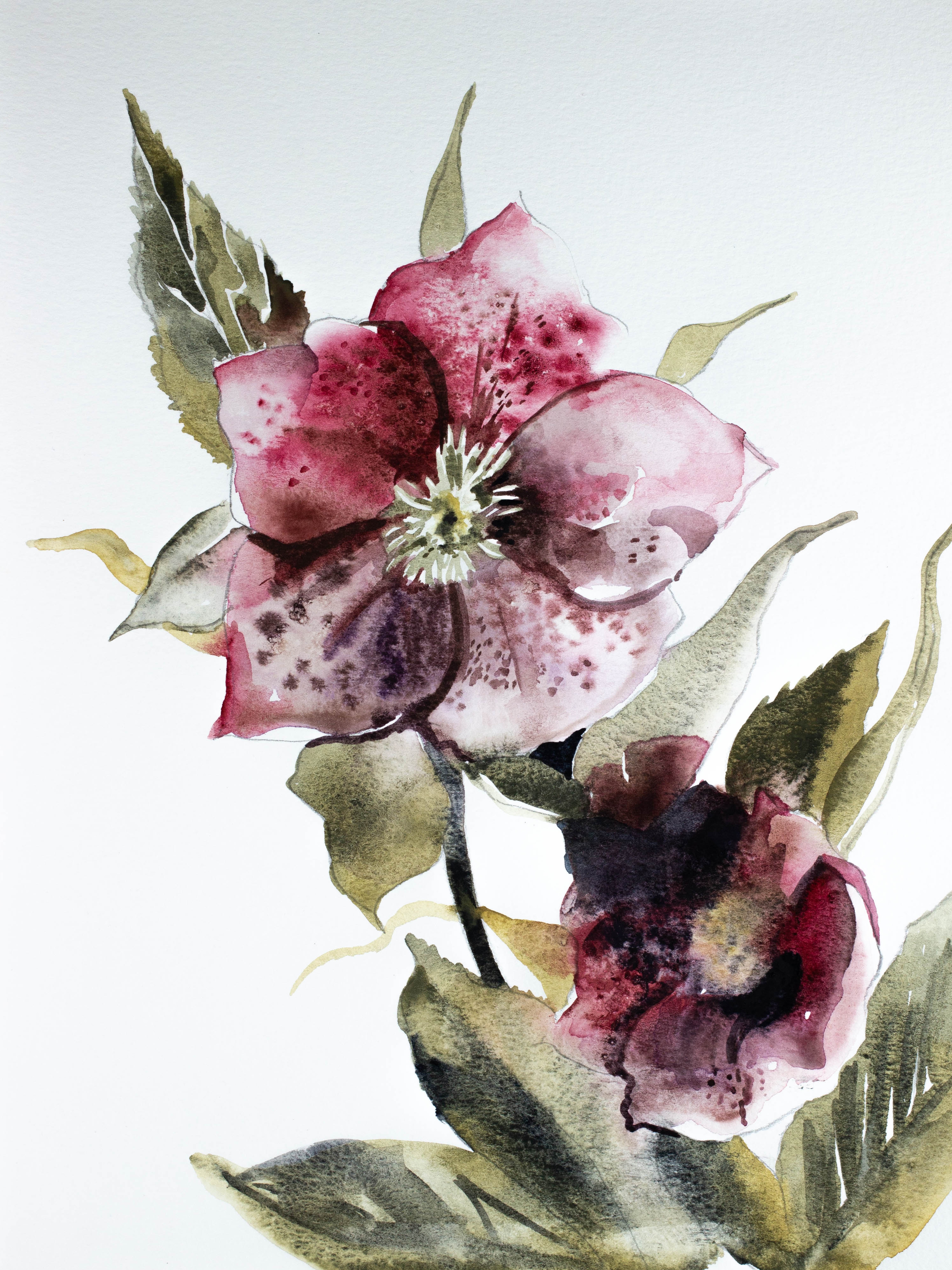Elizabeth Becker, Hellebore No. 7 Elizabeth Becker, Hellebore No. 7