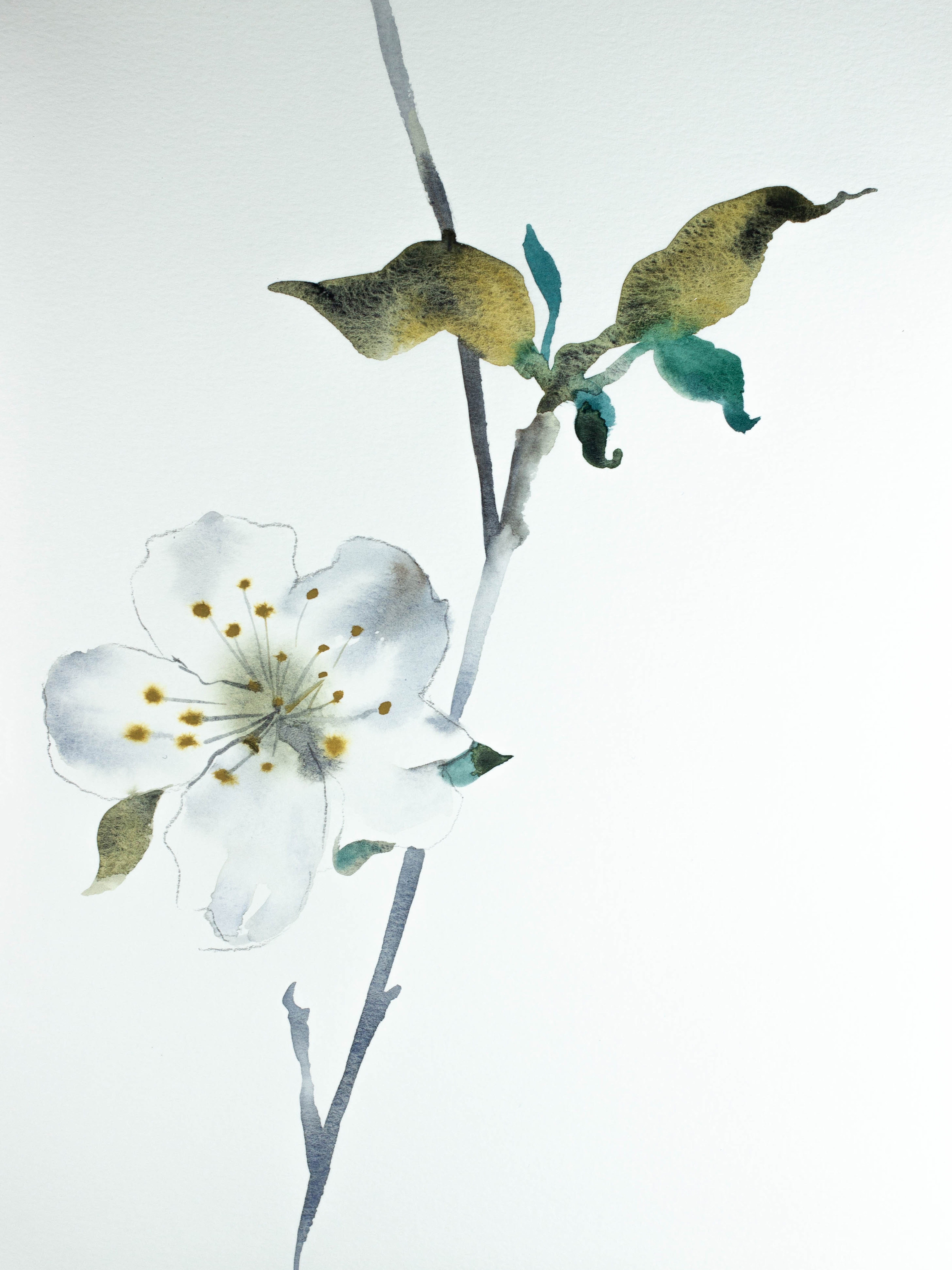 Elizabeth Becker, Cherry Blossom No. 5 Elizabeth Becker, Cherry Blossom No. 5