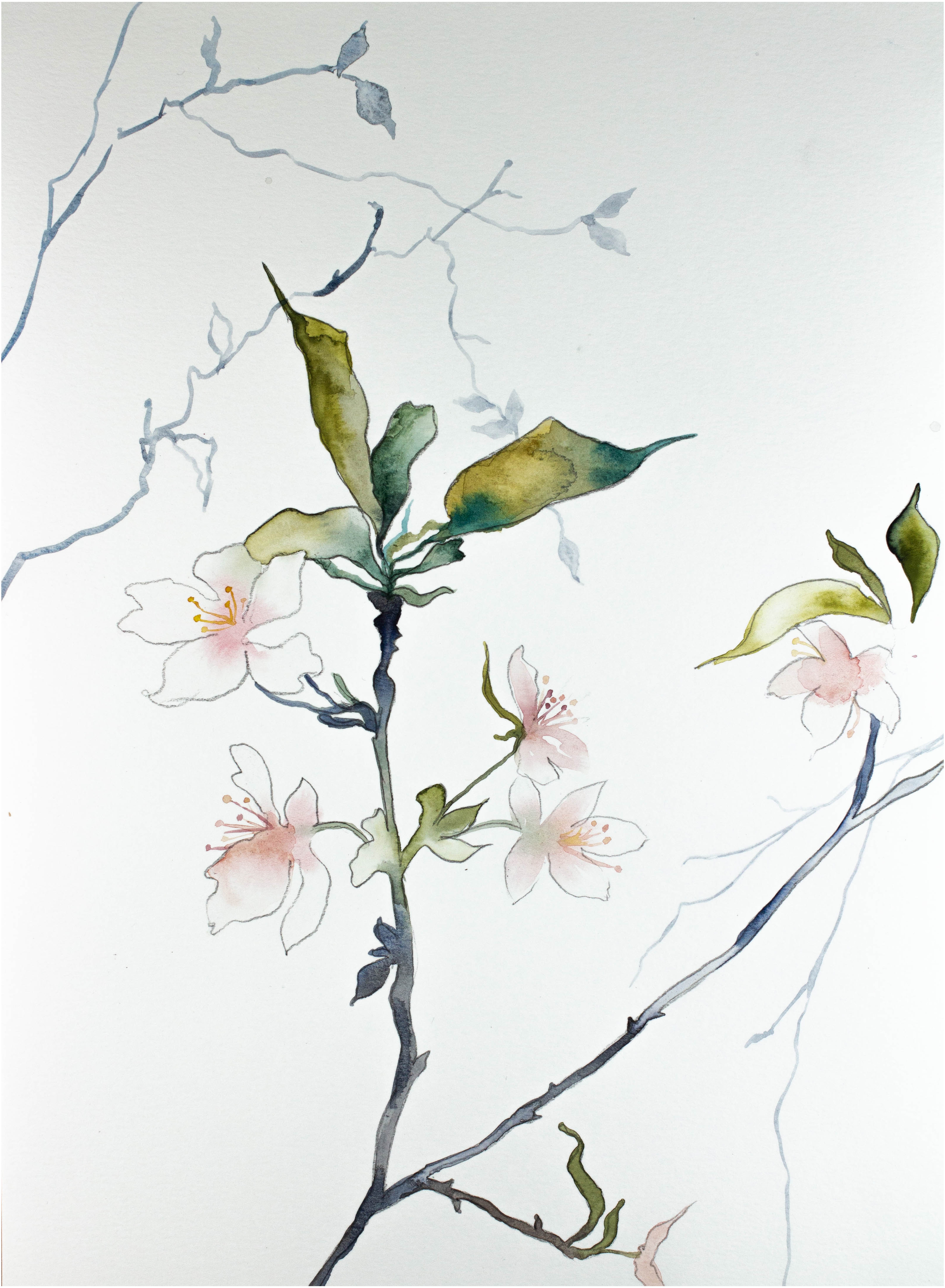 Elizabeth Becker, Cherry Blossom No. 8 Elizabeth Becker, Cherry Blossom No. 8