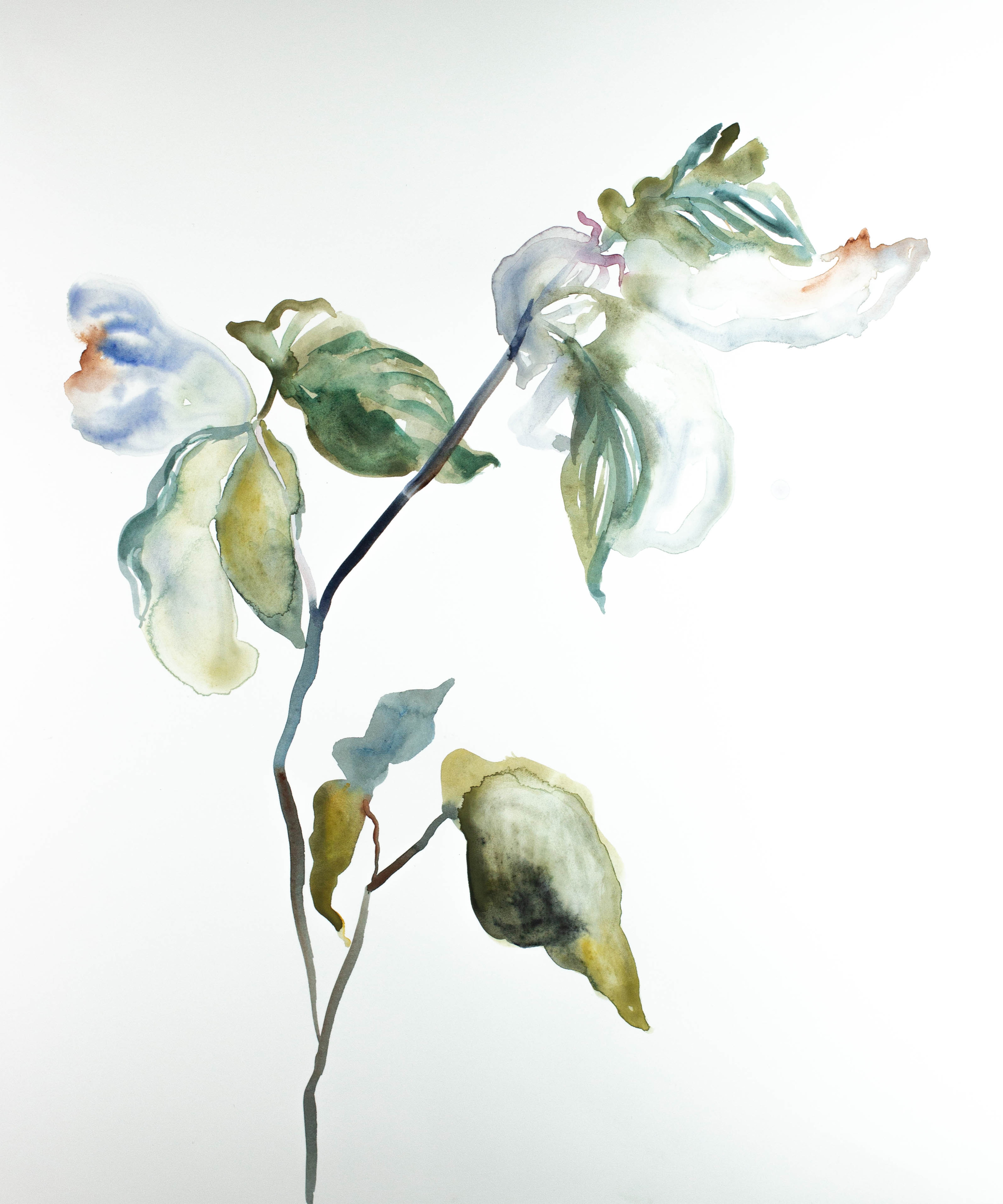 Elizabeth Becker, Plant Study No. 39 Elizabeth Becker, Plant Study No. 39