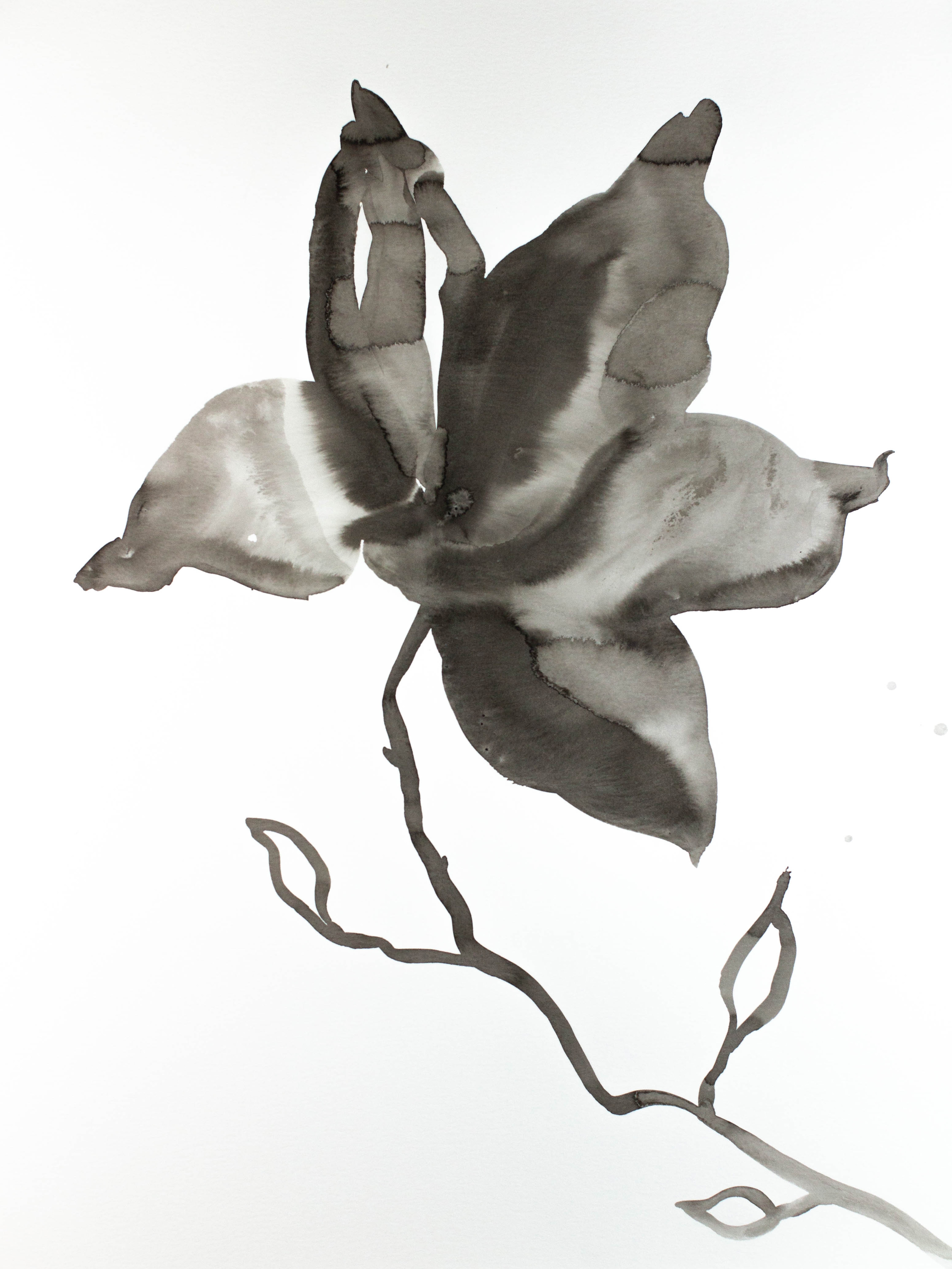 Elizabeth Becker, Magnolia No. 16 Elizabeth Becker, Magnolia No. 16