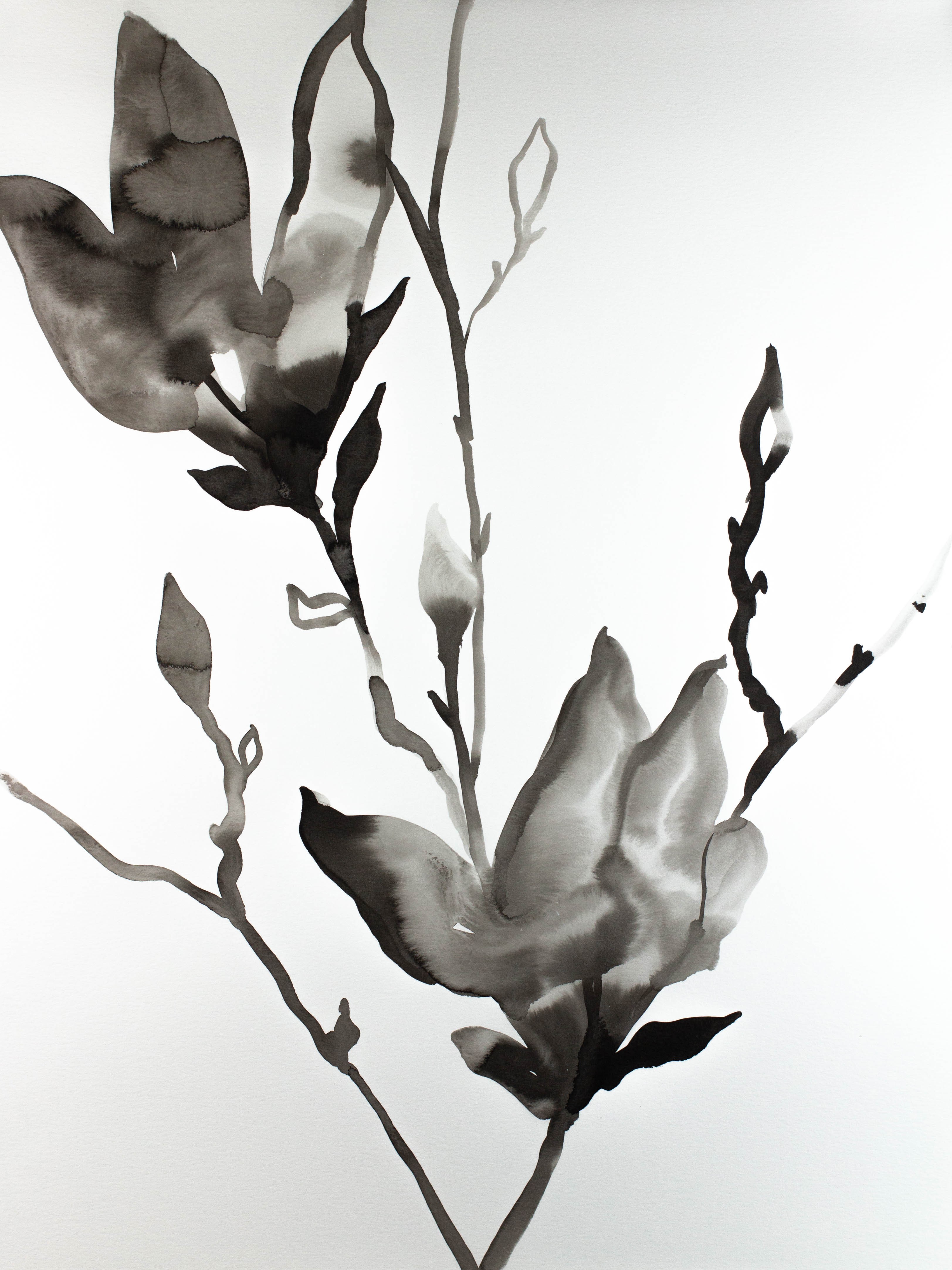 Elizabeth Becker, Magnolia No. 20 Elizabeth Becker, Magnolia No. 20