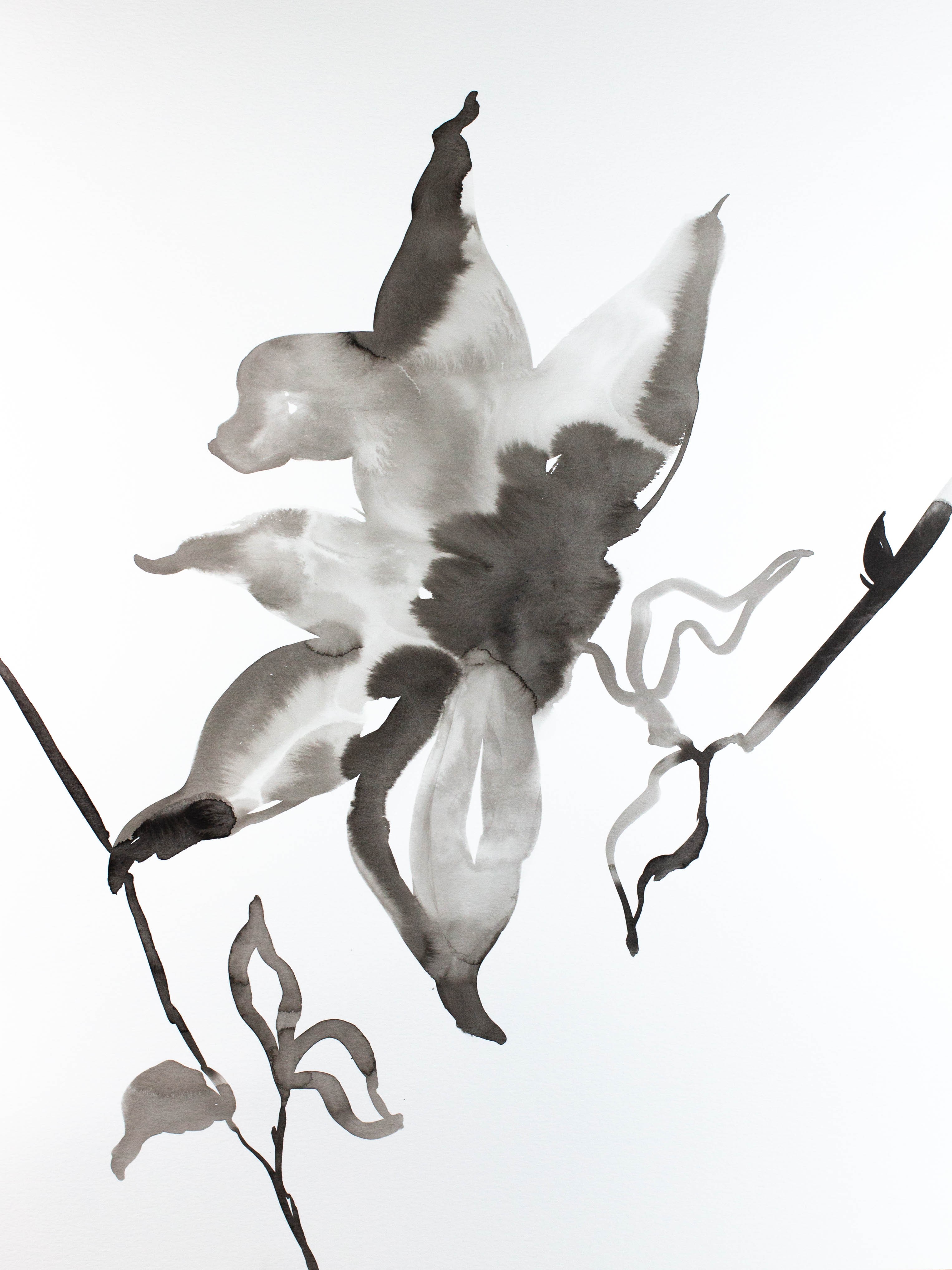 Elizabeth Becker, Magnolia No. 24 Elizabeth Becker, Magnolia No. 24