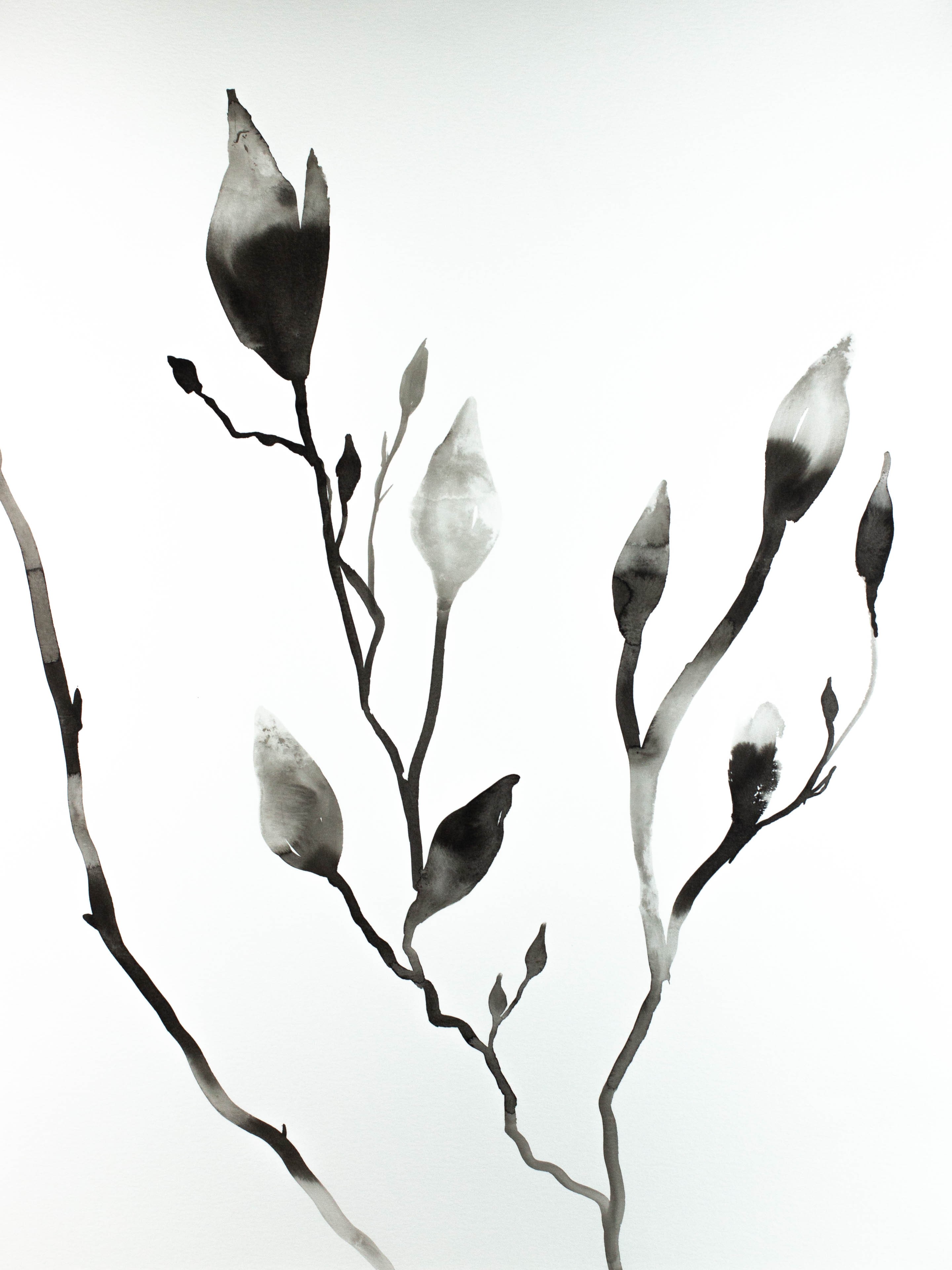 Elizabeth Becker, Magnolia Buds No. 6 Elizabeth Becker, Magnolia Buds No. 6