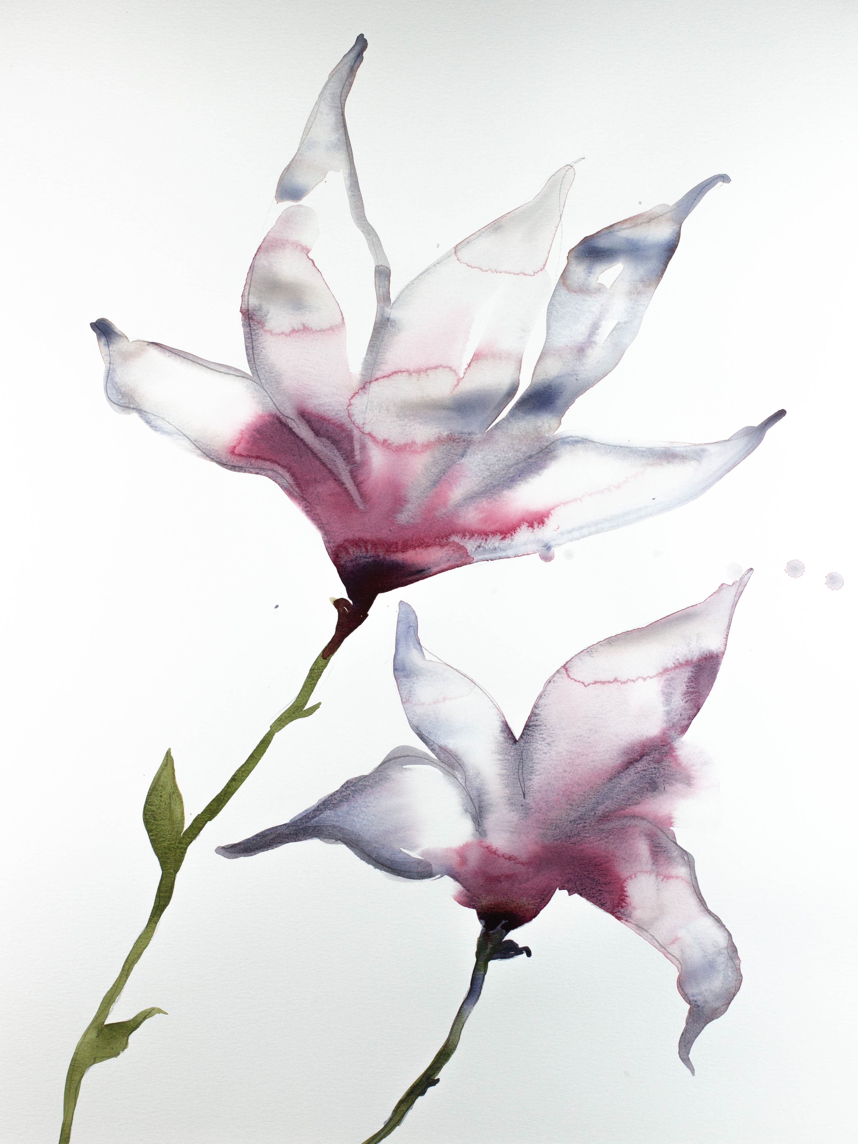 Elizabeth Becker, Magnolia No. 25 Elizabeth Becker, Magnolia No. 25