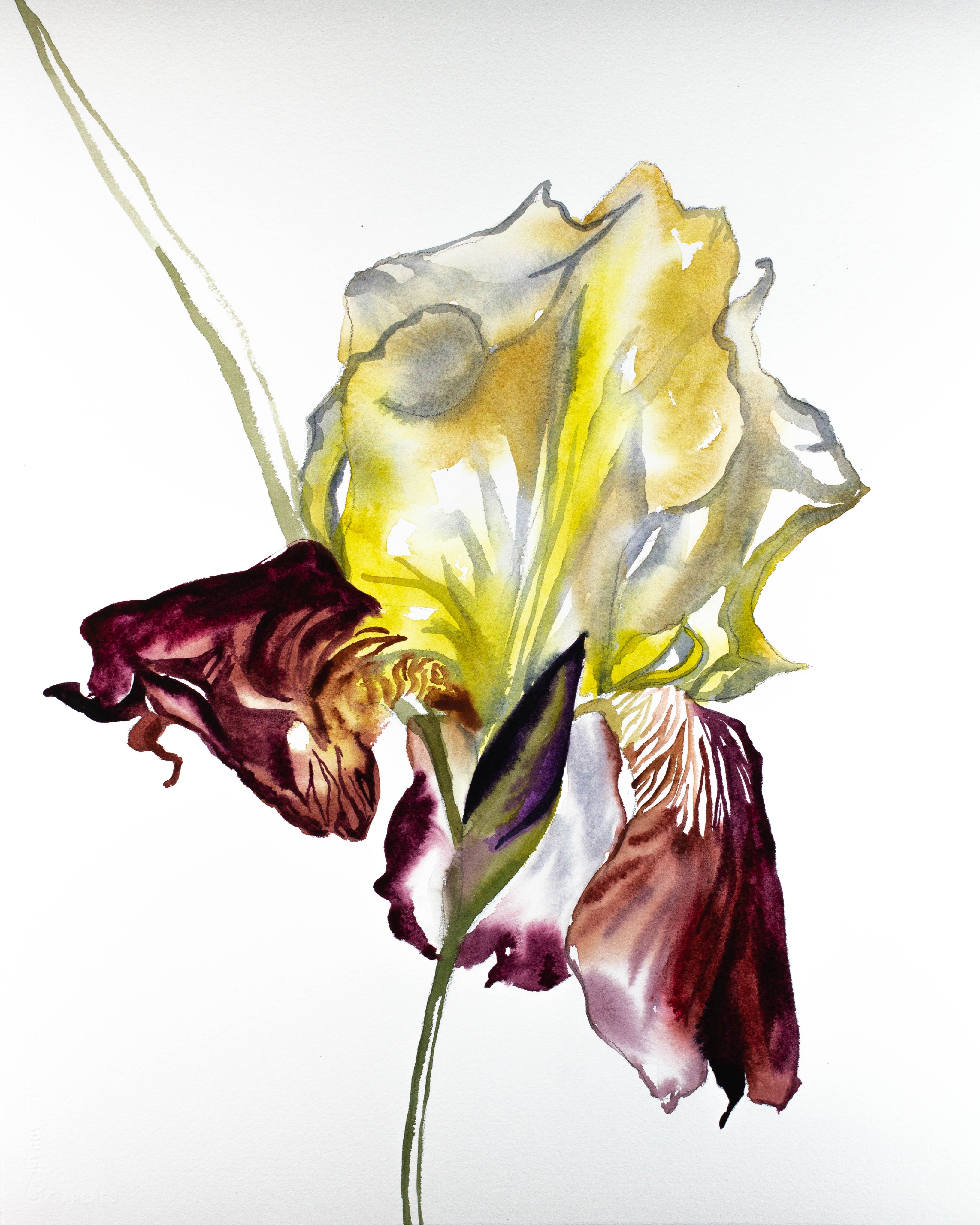 Elizabeth Becker, Iris No. 77 Elizabeth Becker, Iris No. 77