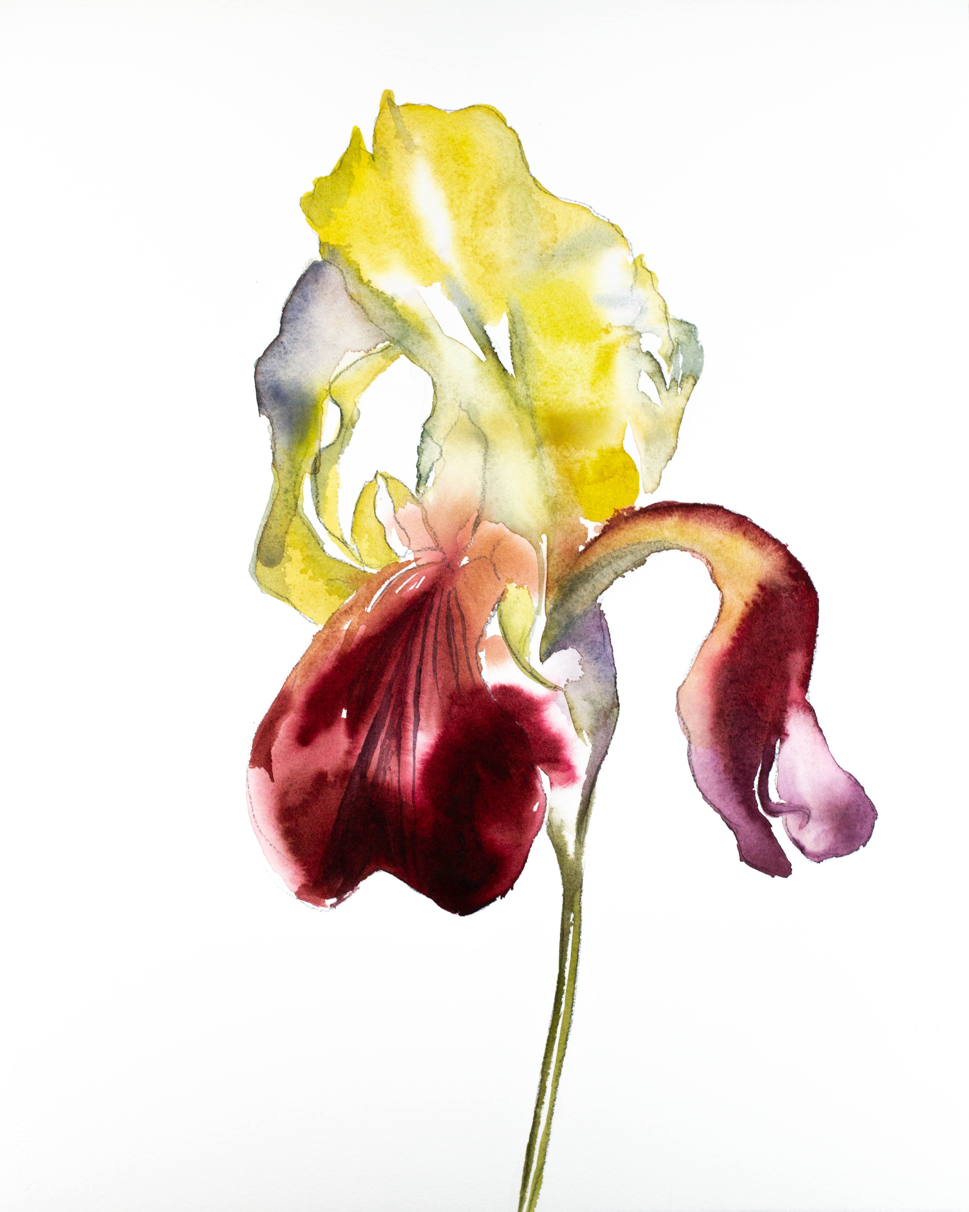 Elizabeth Becker, Iris No. 75 Elizabeth Becker, Iris No. 75