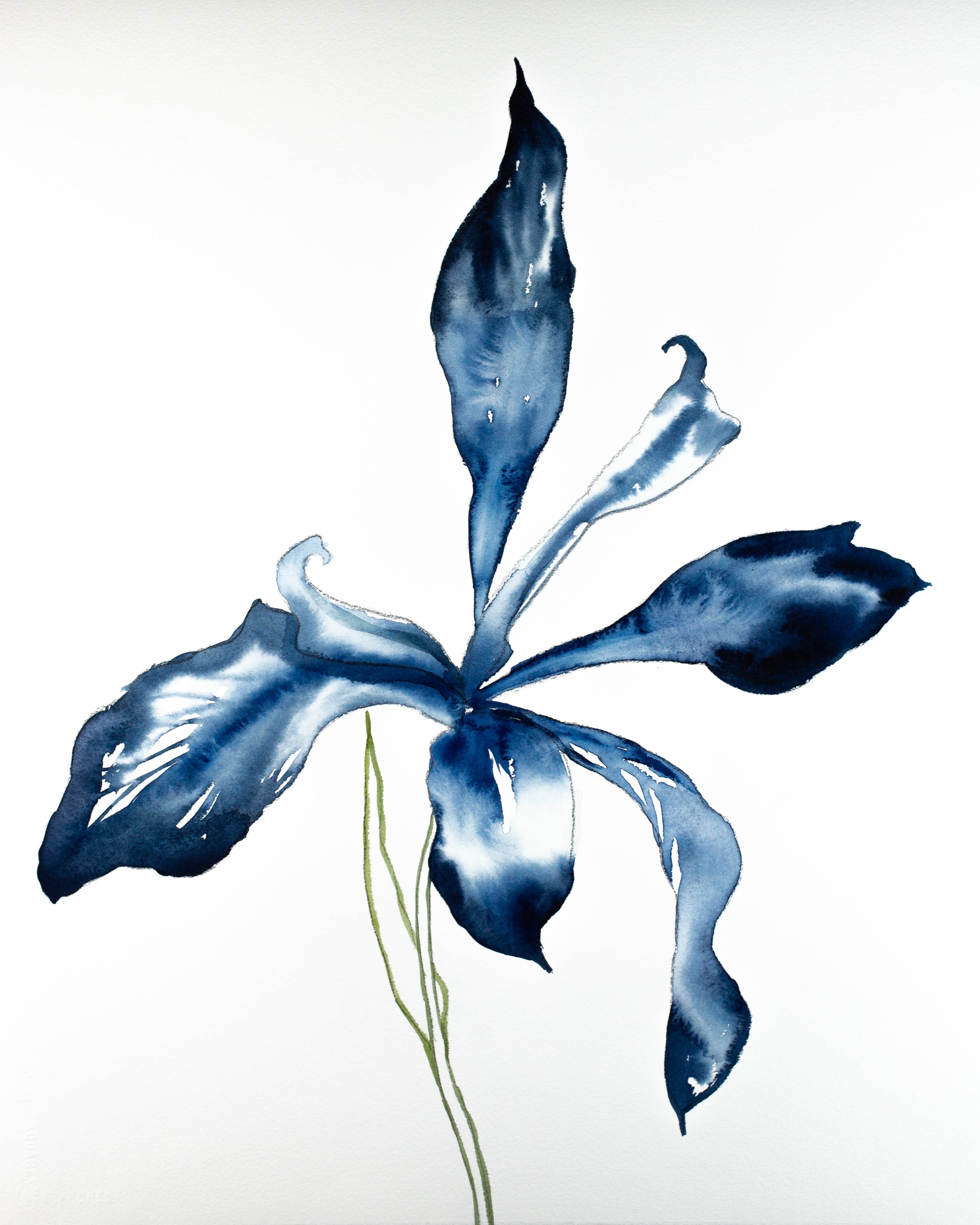 Elizabeth Becker, Iris No. 71 Elizabeth Becker, Iris No. 71