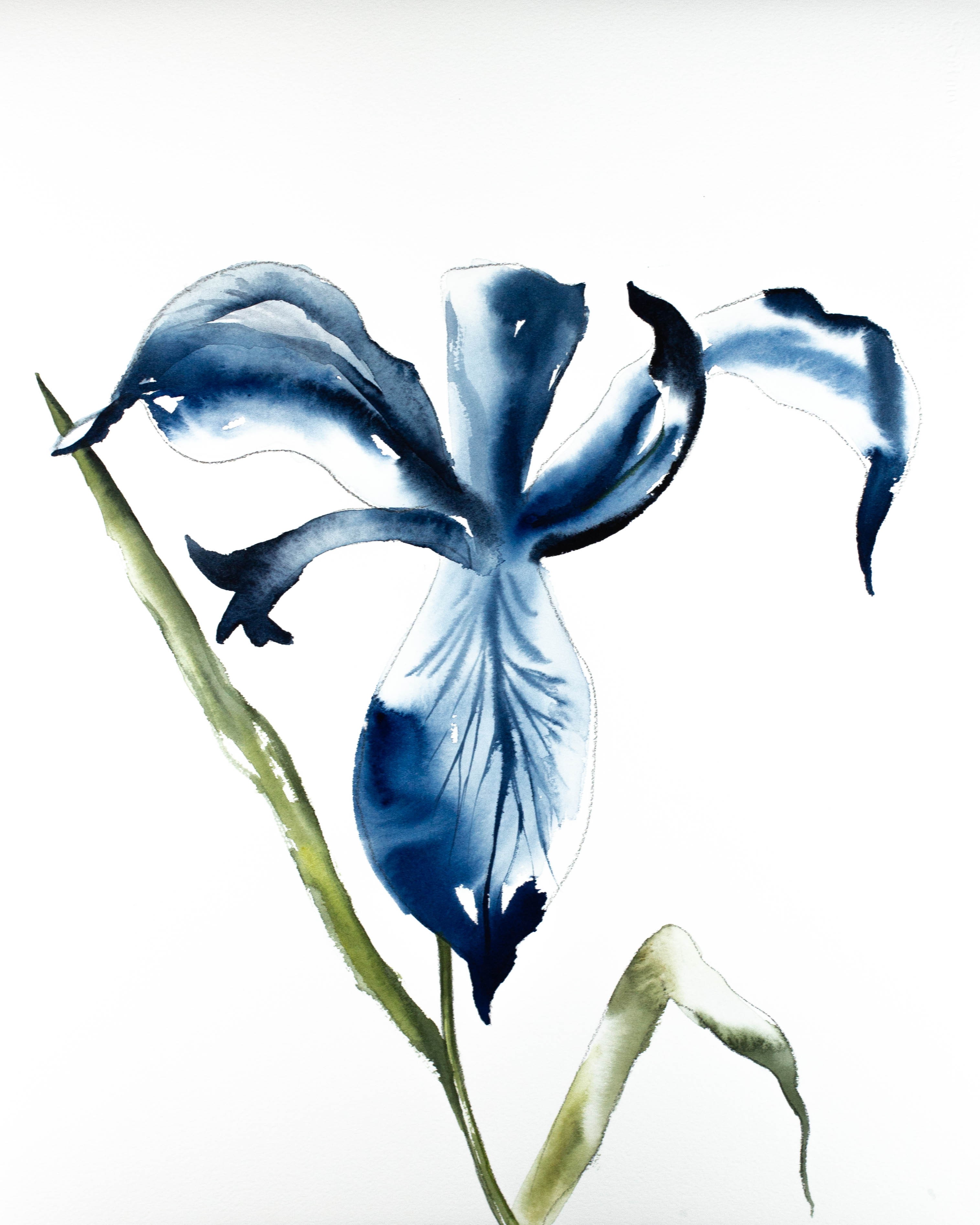 Elizabeth Becker, Iris No. 72 Elizabeth Becker, Iris No. 72