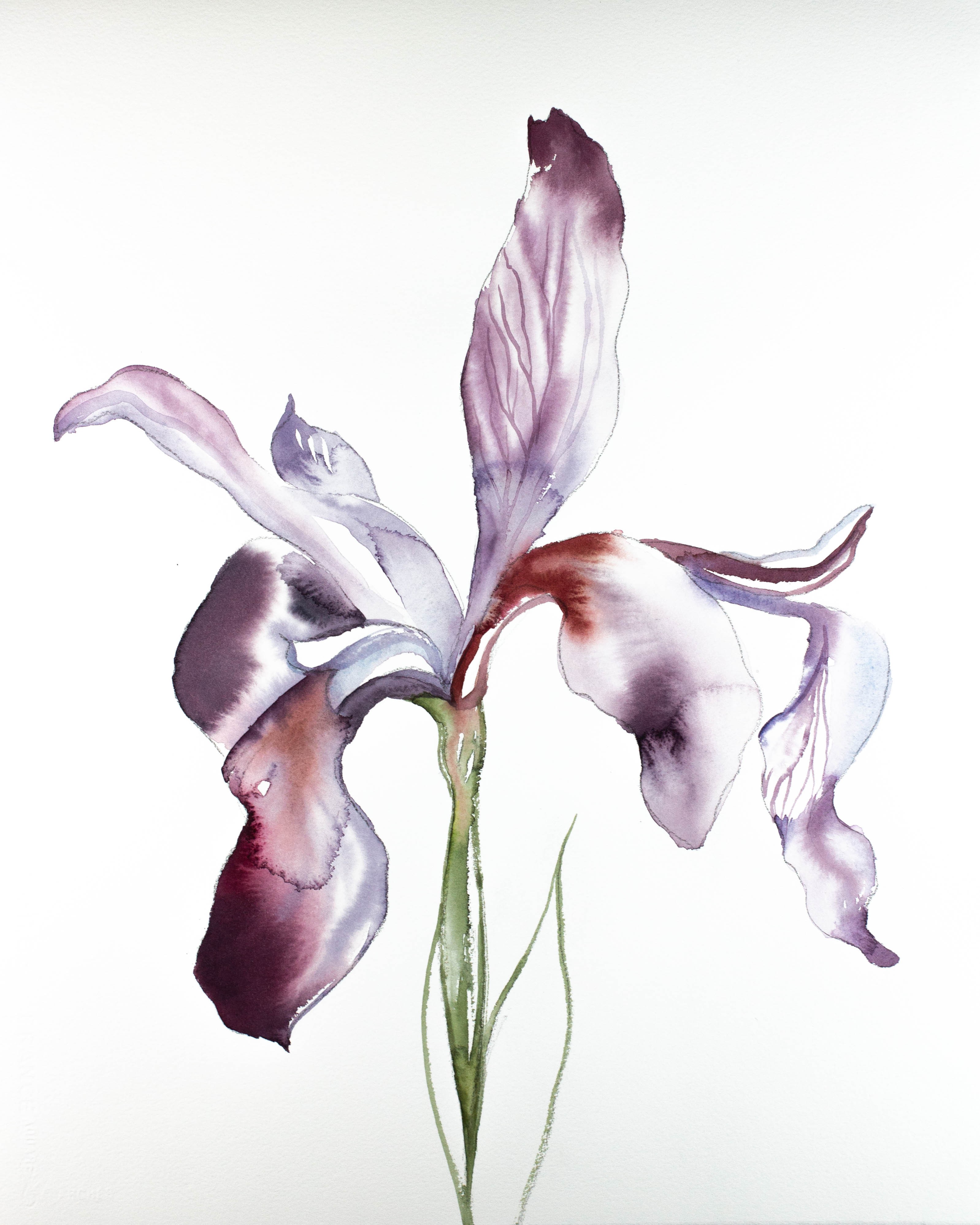 Elizabeth Becker, Iris No. 73 Elizabeth Becker, Iris No. 73