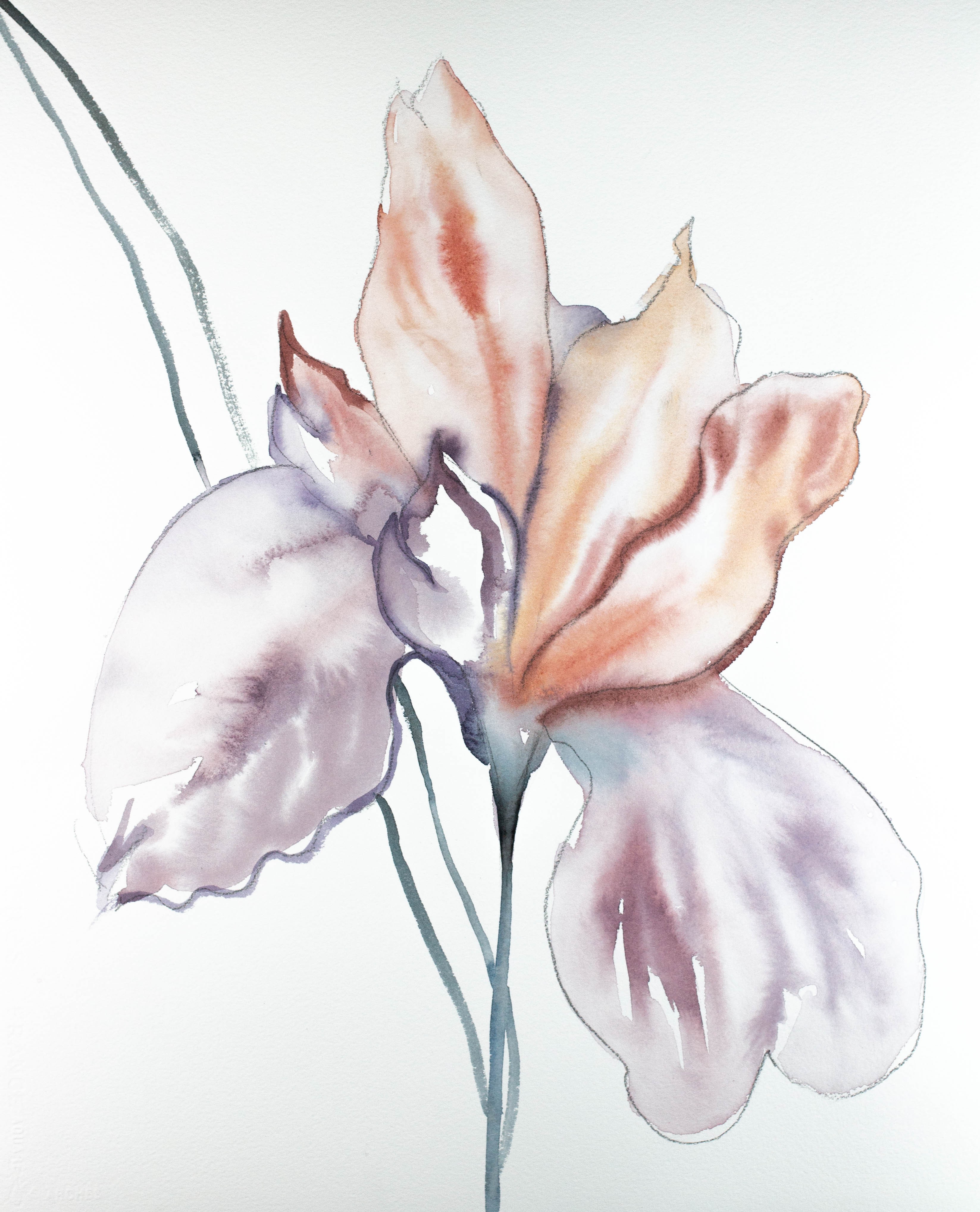 Elizabeth Becker, Iris No. 80 Elizabeth Becker, Iris No. 80