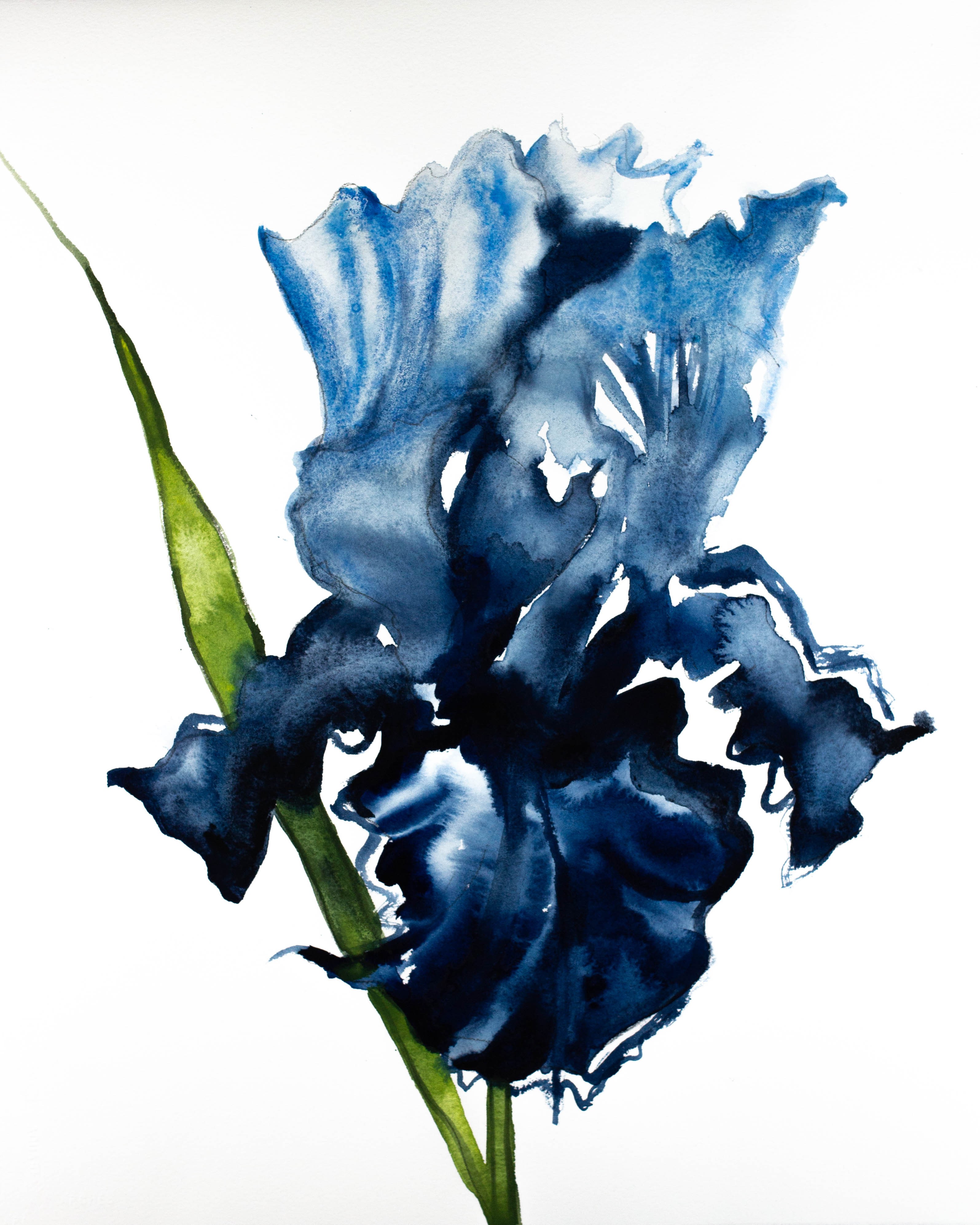 Elizabeth Becker, Iris No. 74 Elizabeth Becker, Iris No. 74