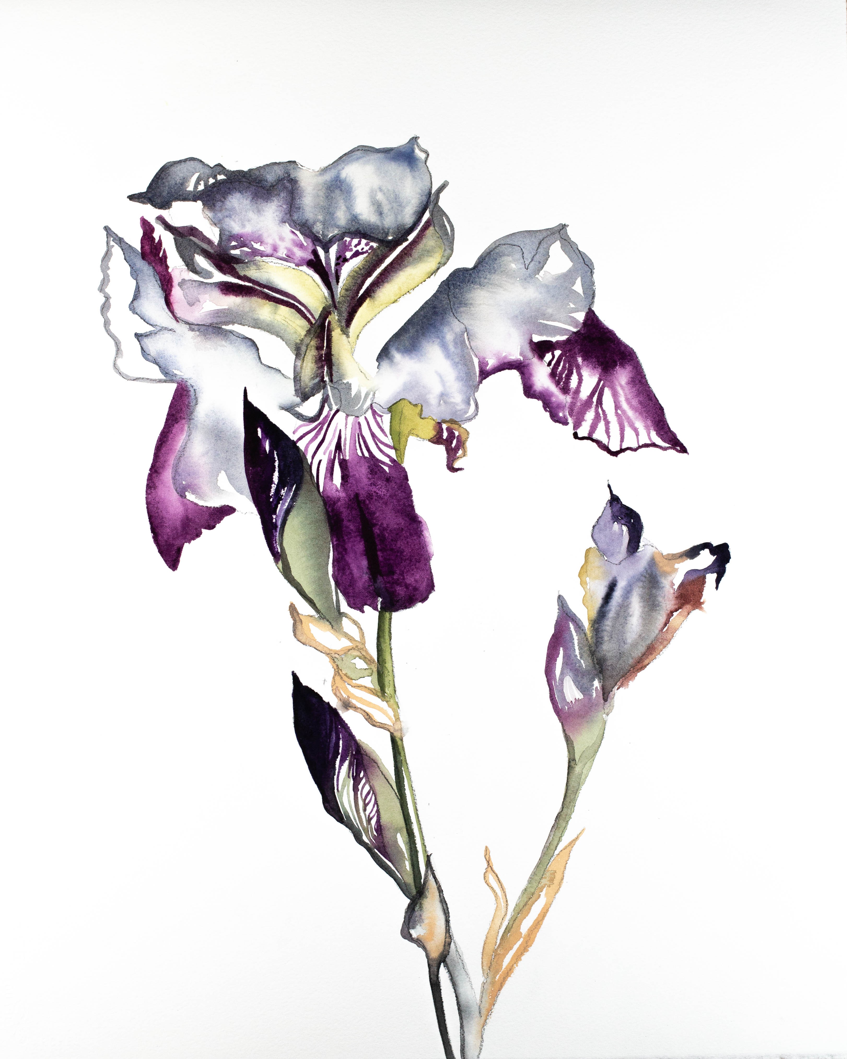 Elizabeth Becker, Iris No. 79 Elizabeth Becker, Iris No. 79
