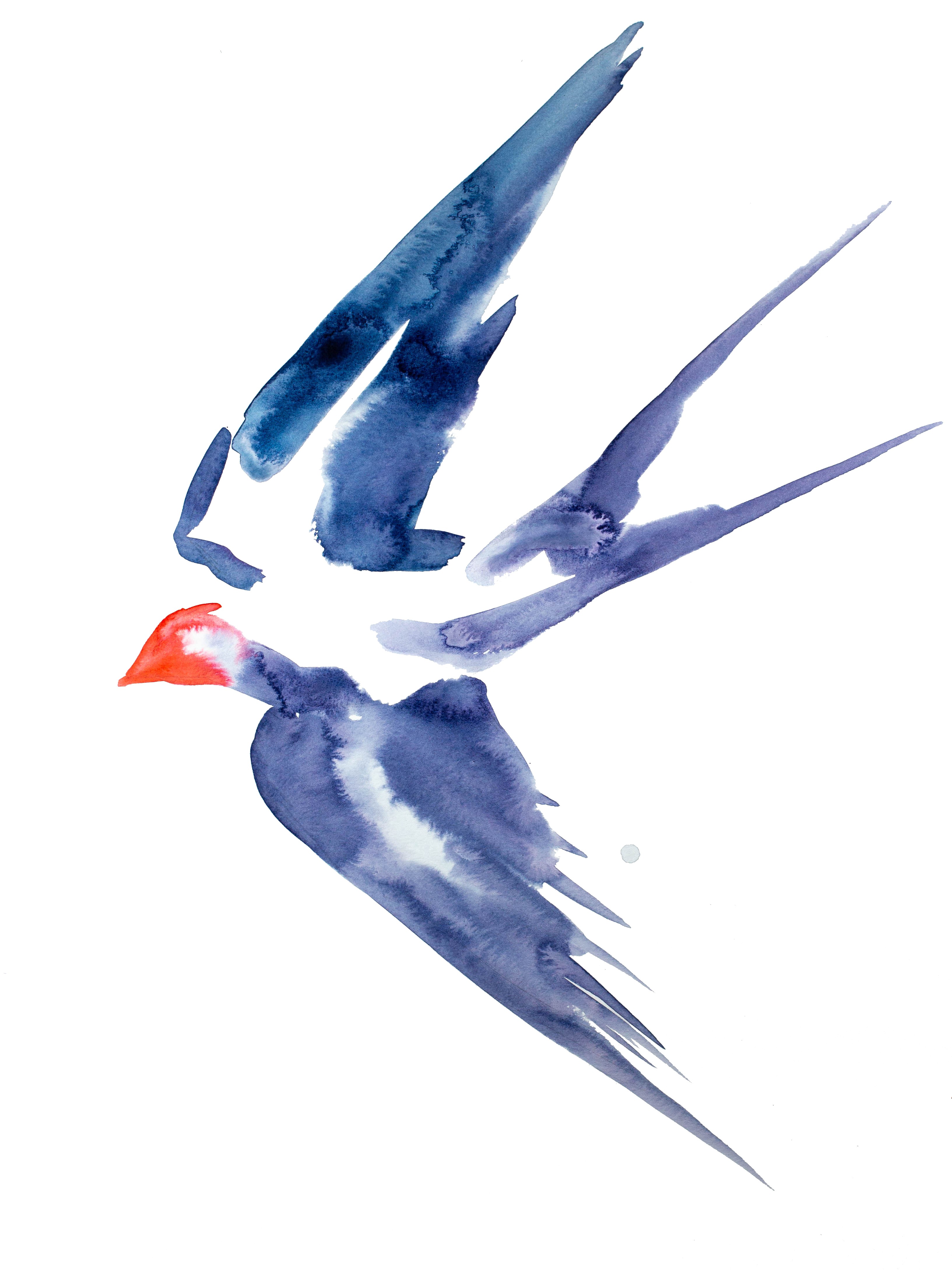 Elizabeth Becker, Swallow No. 8 Elizabeth Becker, Swallow No. 8