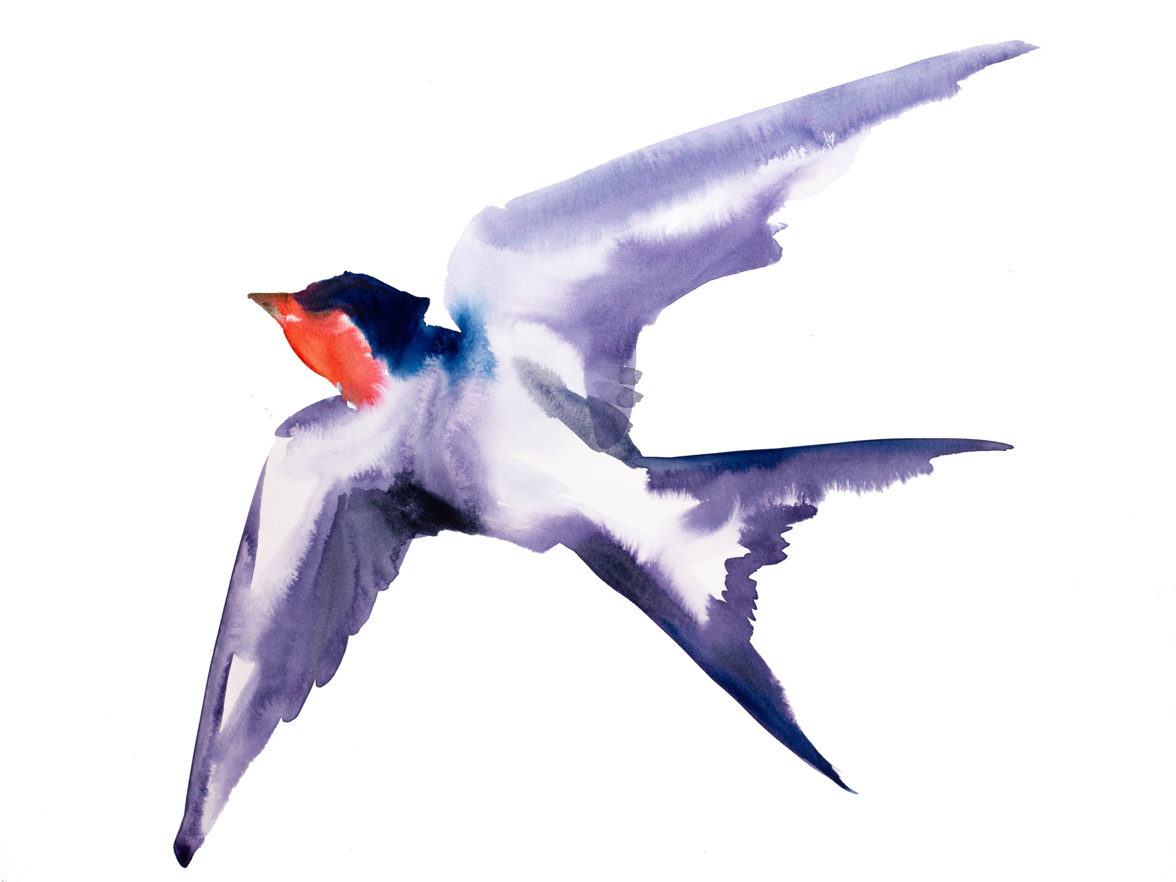 Elizabeth Becker, Swallow No. 16 Elizabeth Becker, Swallow No. 16