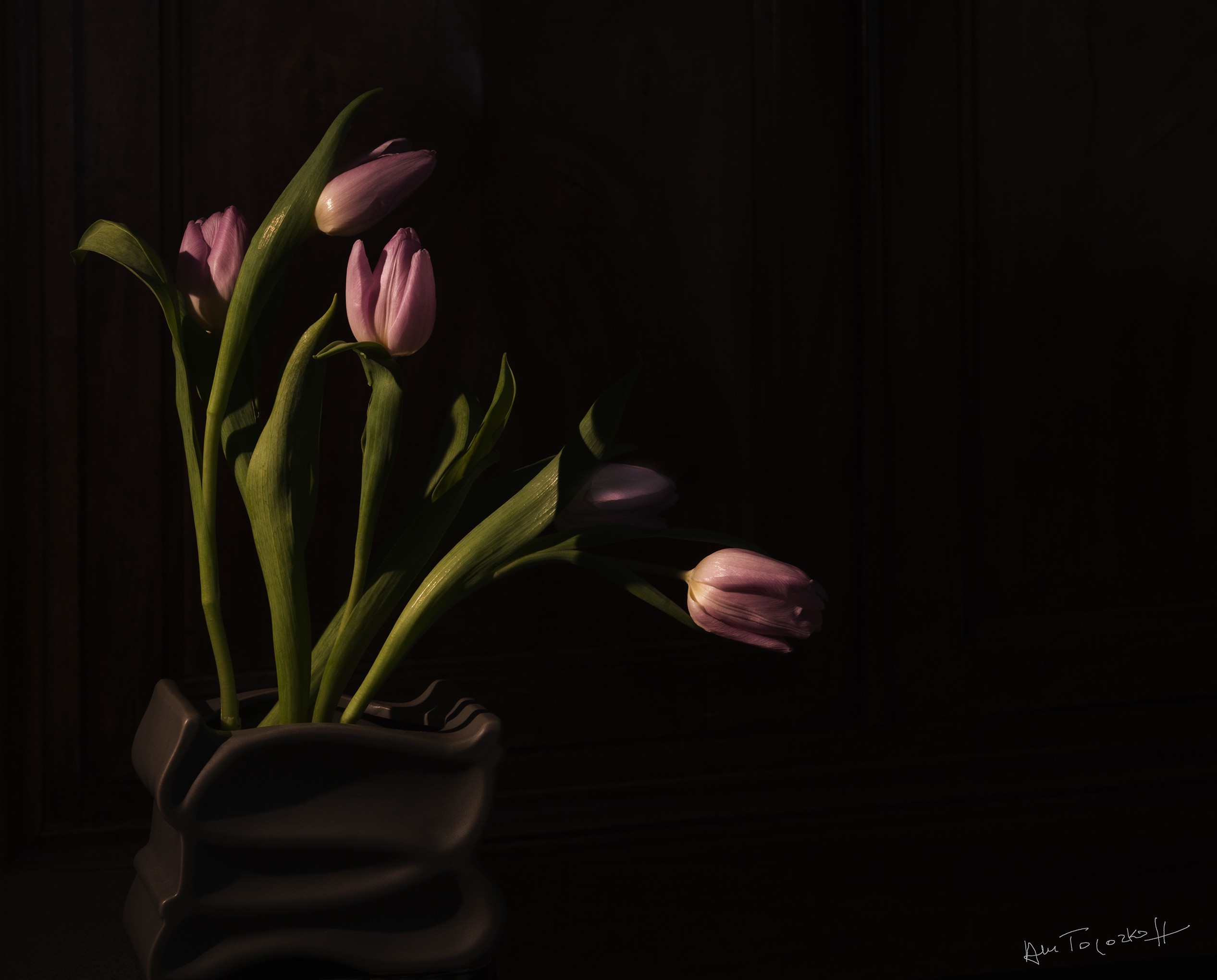Anne-Marie Toporkoff, Tulipes Anne-Marie Toporkoff, Tulipes