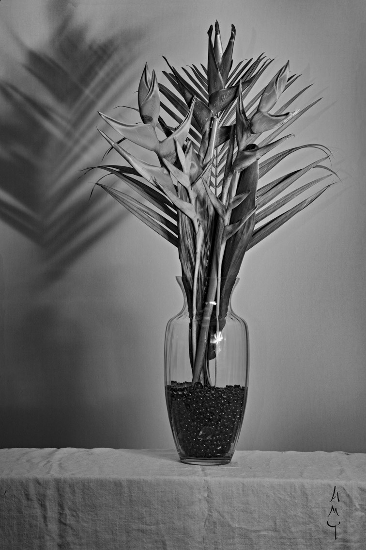 Anne-Marie Toporkoff, Becs de Perroquets Anne-Marie Toporkoff, Becs de Perroquets