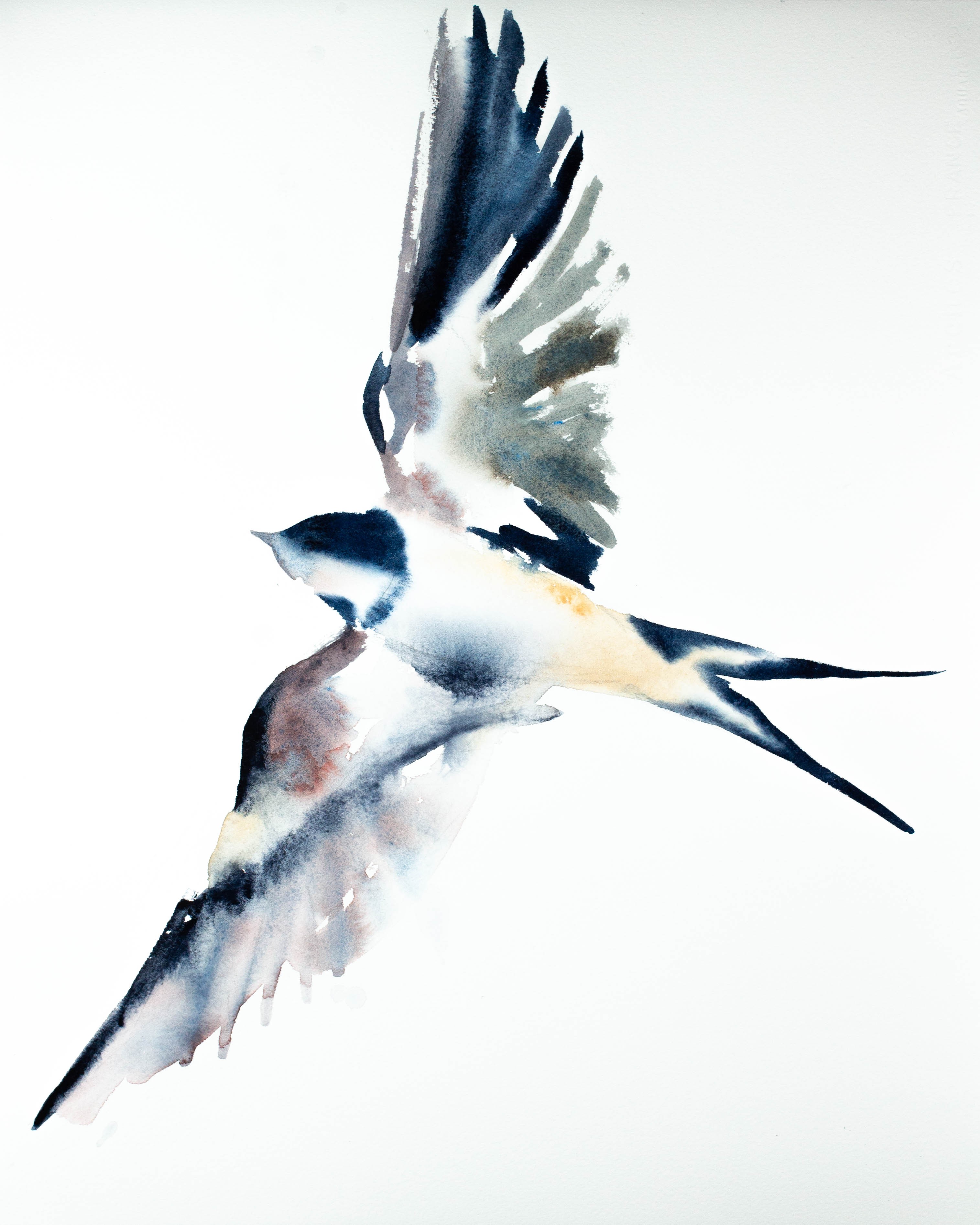 Elizabeth Becker, Swallow No. 18 Elizabeth Becker, Swallow No. 18