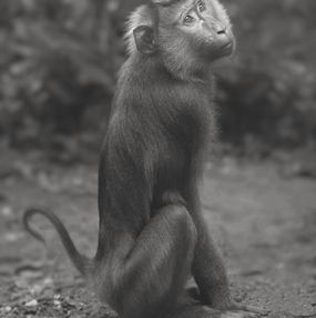 Photography, Ape, Thailand, Art Grafts