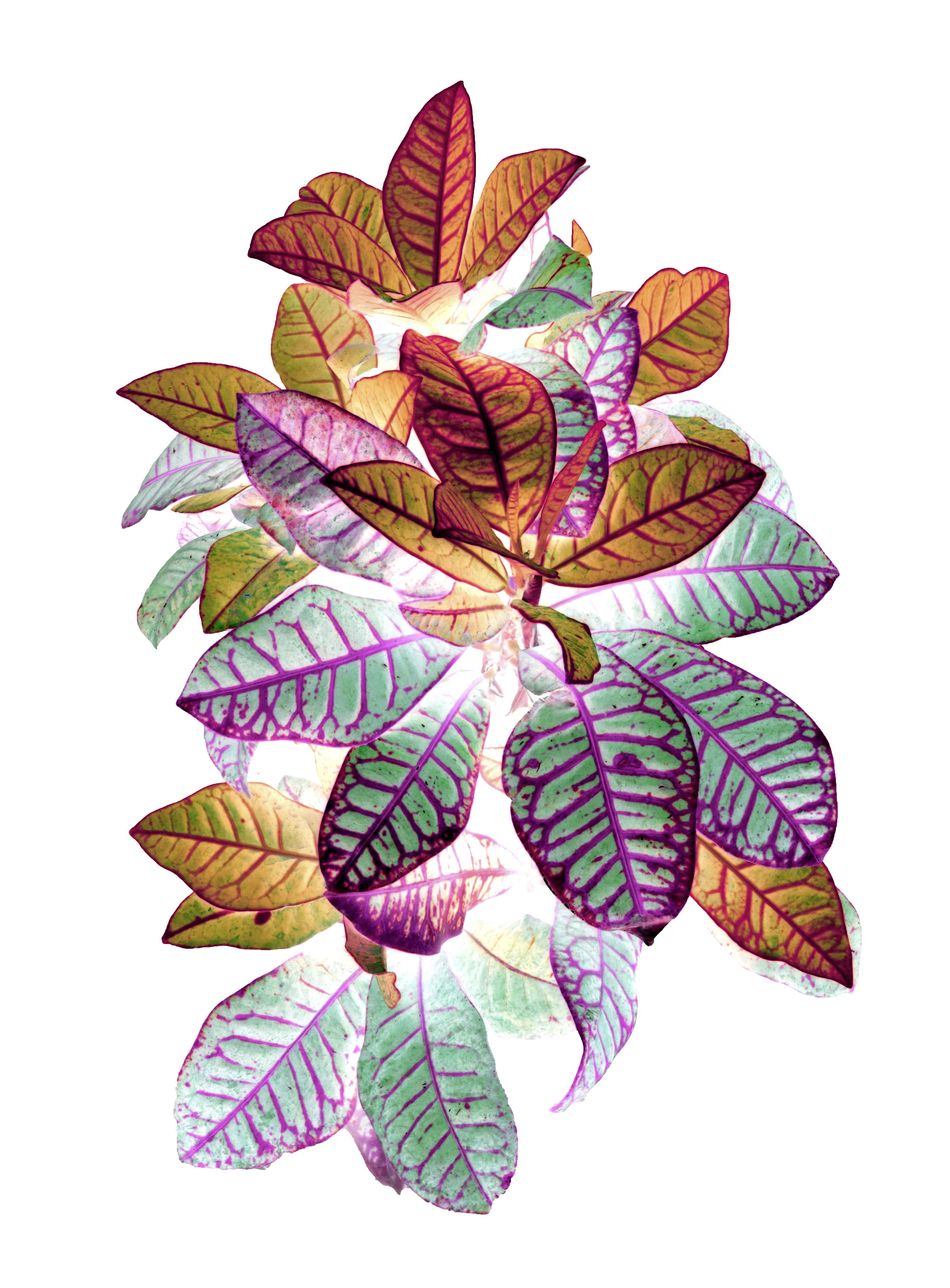 Sumit Mehndiratta, Heavenly Plants No.7 Sumit Mehndiratta, Heavenly Plants No.7