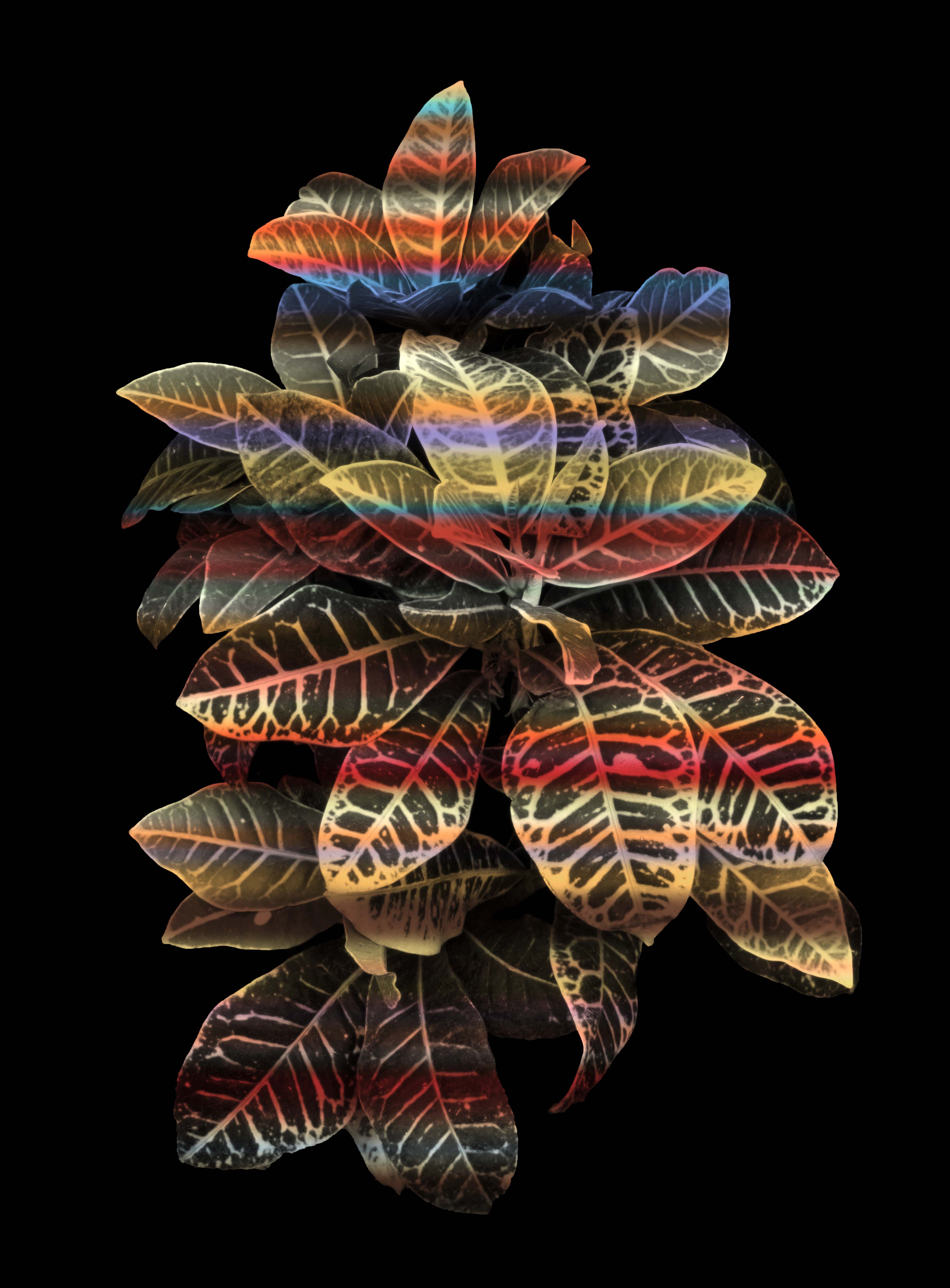 Sumit Mehndiratta, Heavenly Plants No.8 Sumit Mehndiratta, Heavenly Plants No.8