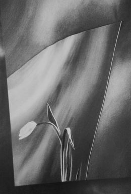 Fotografien, Warped Tulip, Art Grafts