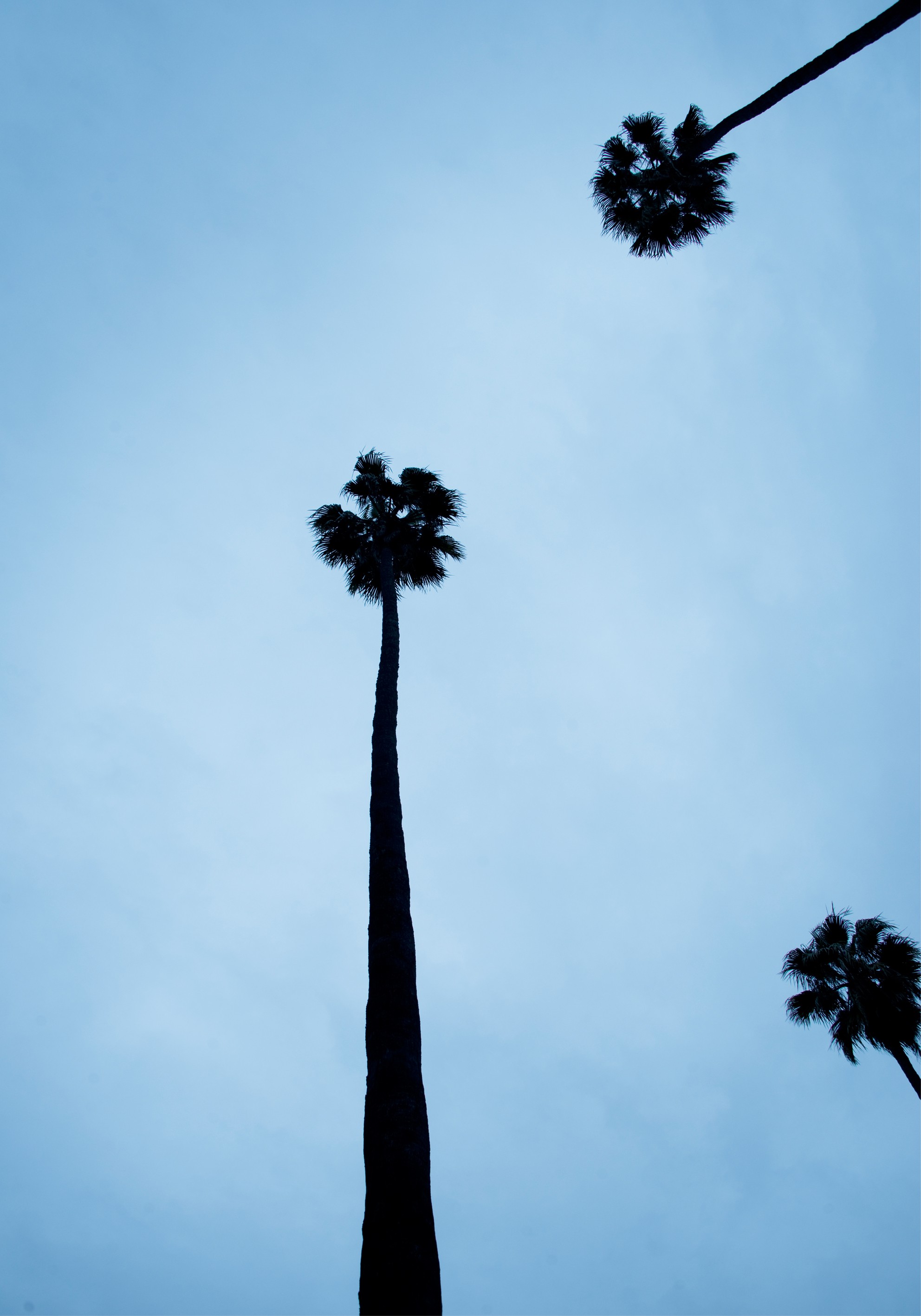 P van Bolderick, Los Angeles Blue Palmtrees P van Bolderick, Los Angeles Blue Palmtrees