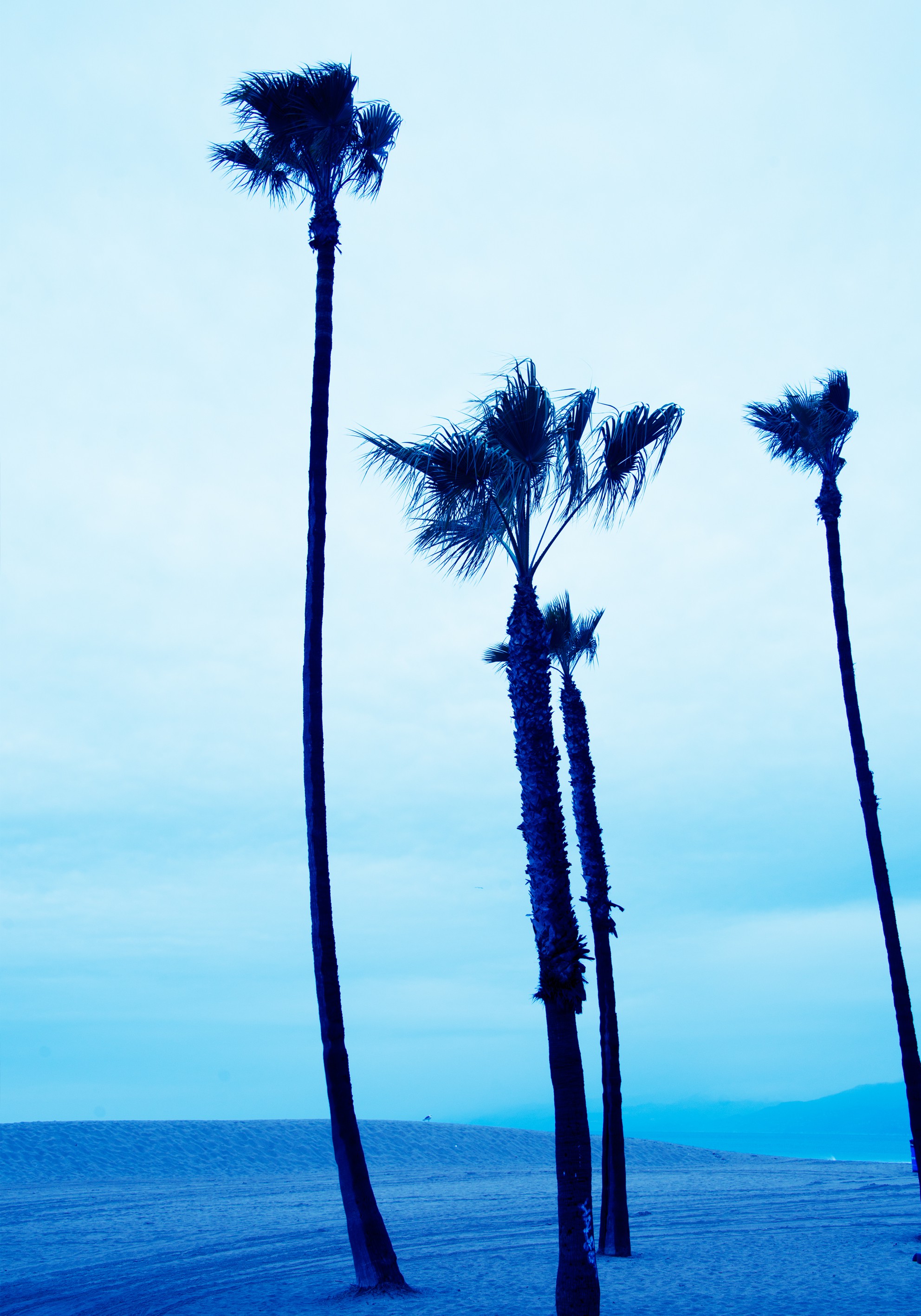 P van Bolderick, Venice Beach Blue Palmtrees II P van Bolderick, Venice Beach Blue Palmtrees II