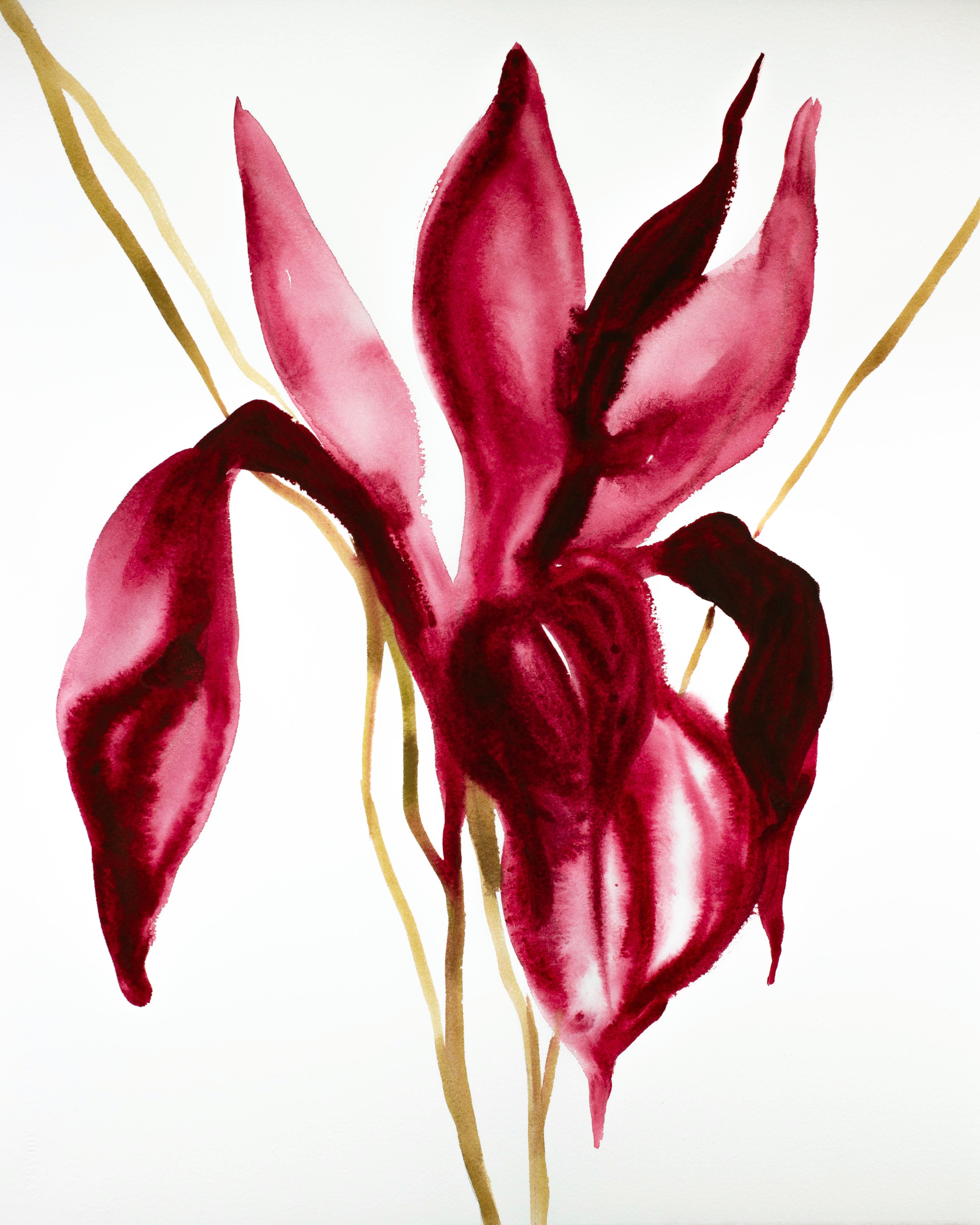 Elizabeth Becker, Iris No. 81 Elizabeth Becker, Iris No. 81