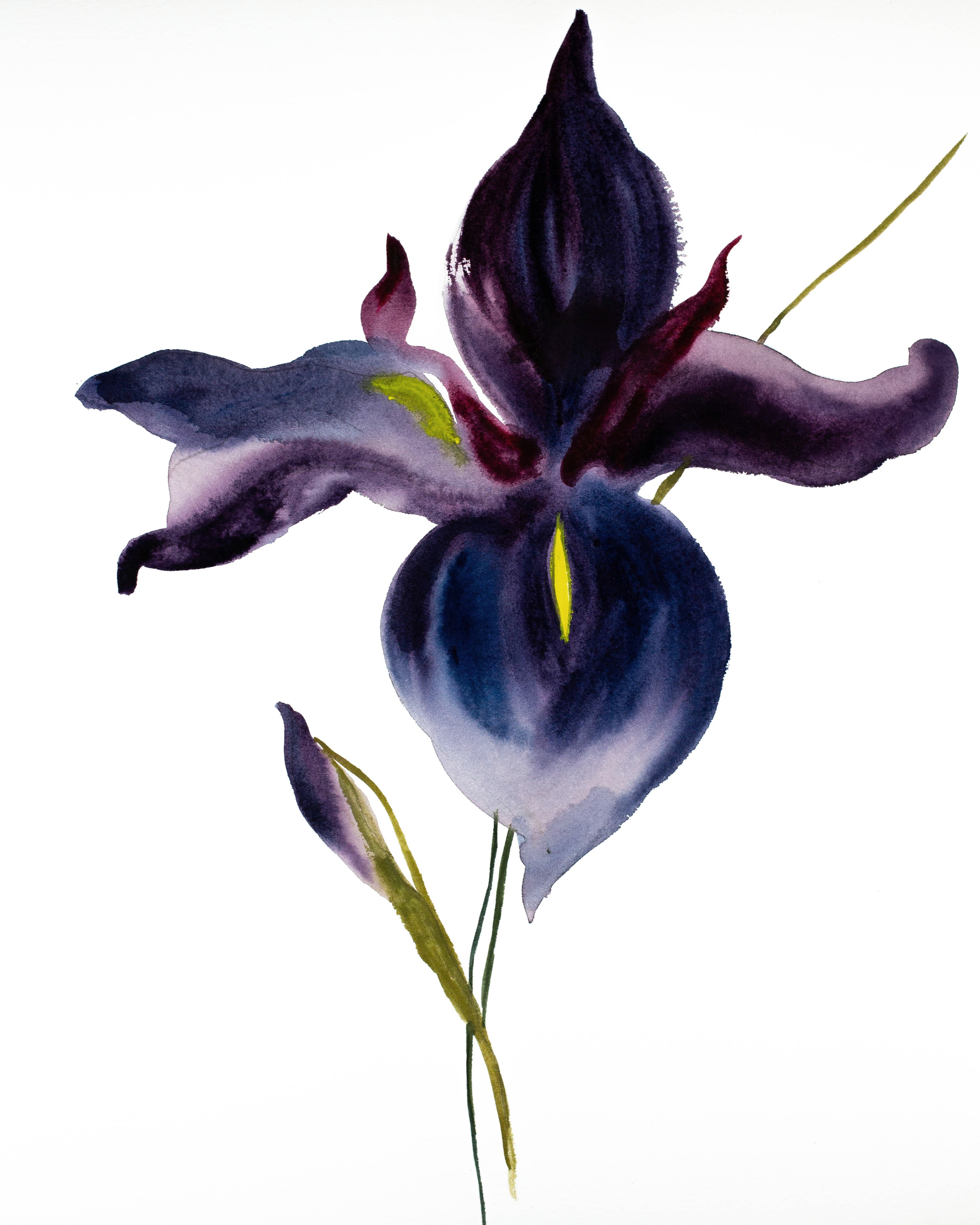 Elizabeth Becker, Iris No. 83 Elizabeth Becker, Iris No. 83