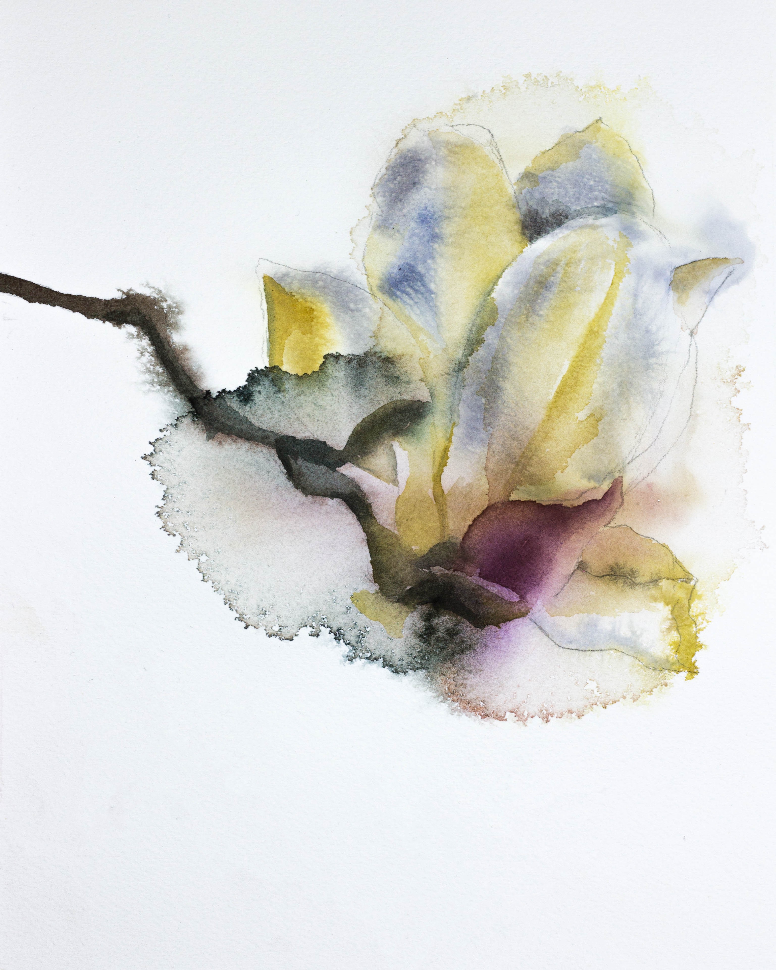 Elizabeth Becker, Magnolia Study No. 2 Elizabeth Becker, Magnolia Study No. 2