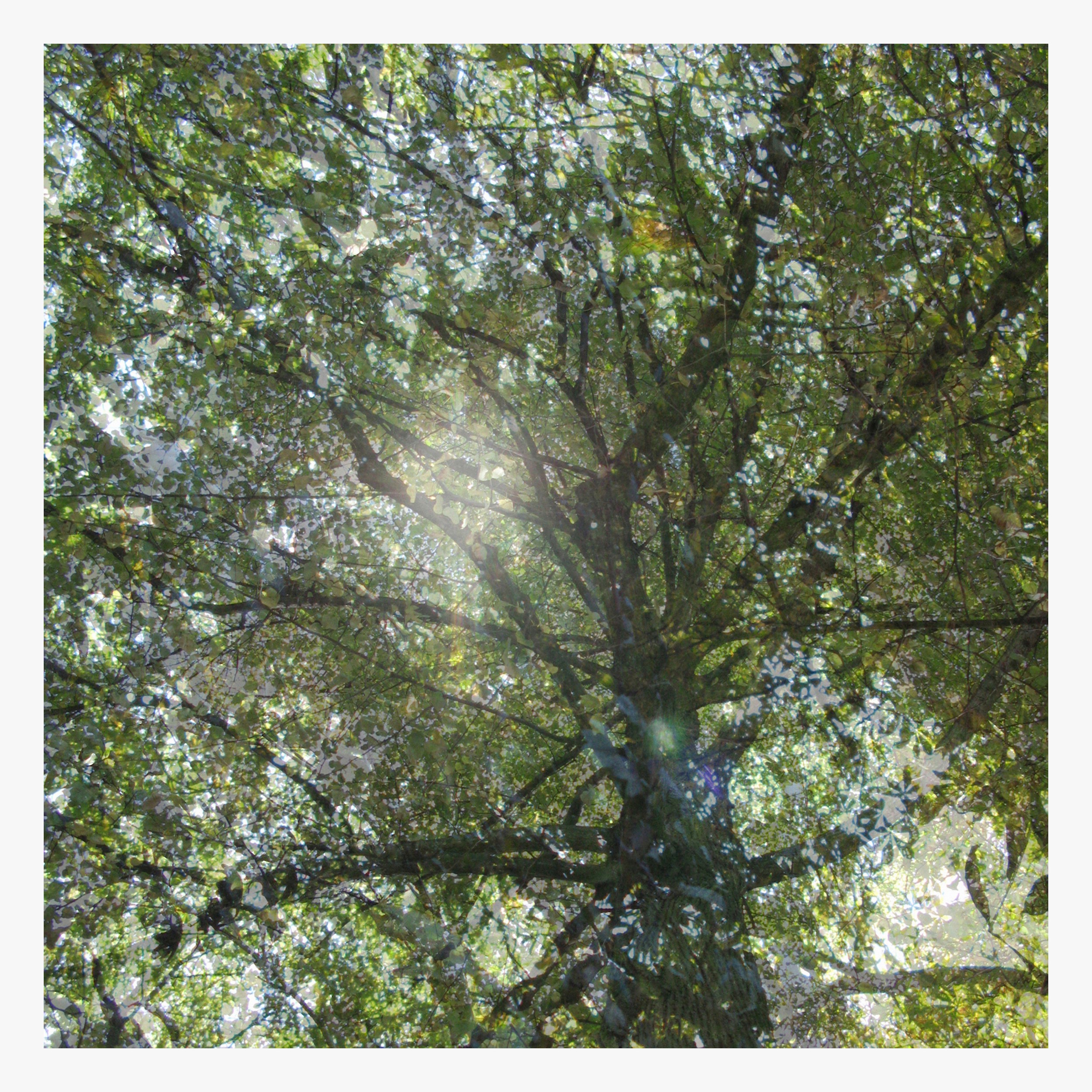 Nicolas Le Beuan Bénic, Canopy 03 Nicolas Le Beuan Bénic, Canopy 03
