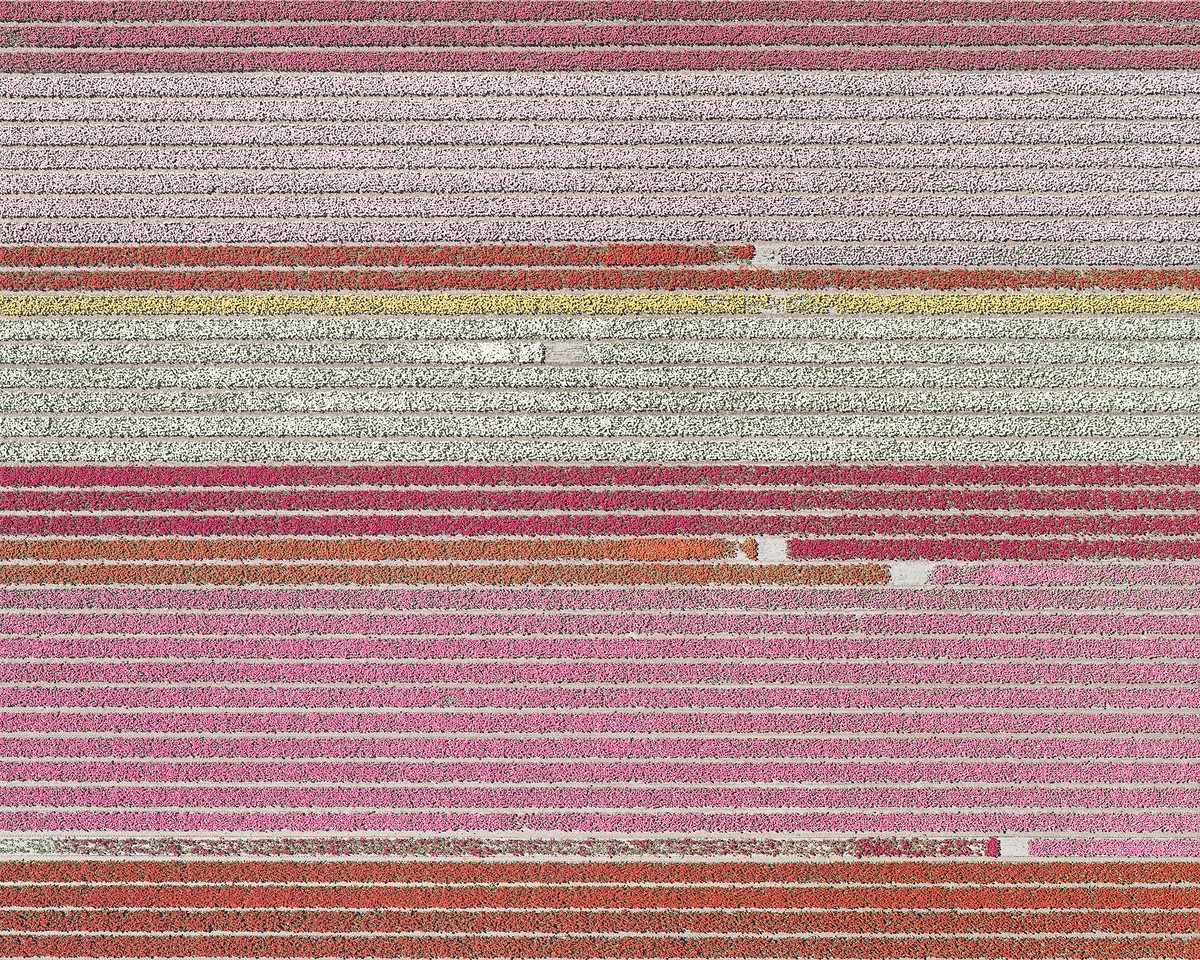 Bernhard Lang, AV_Tulip_Fields_005 Bernhard Lang, AV_Tulip_Fields_005
