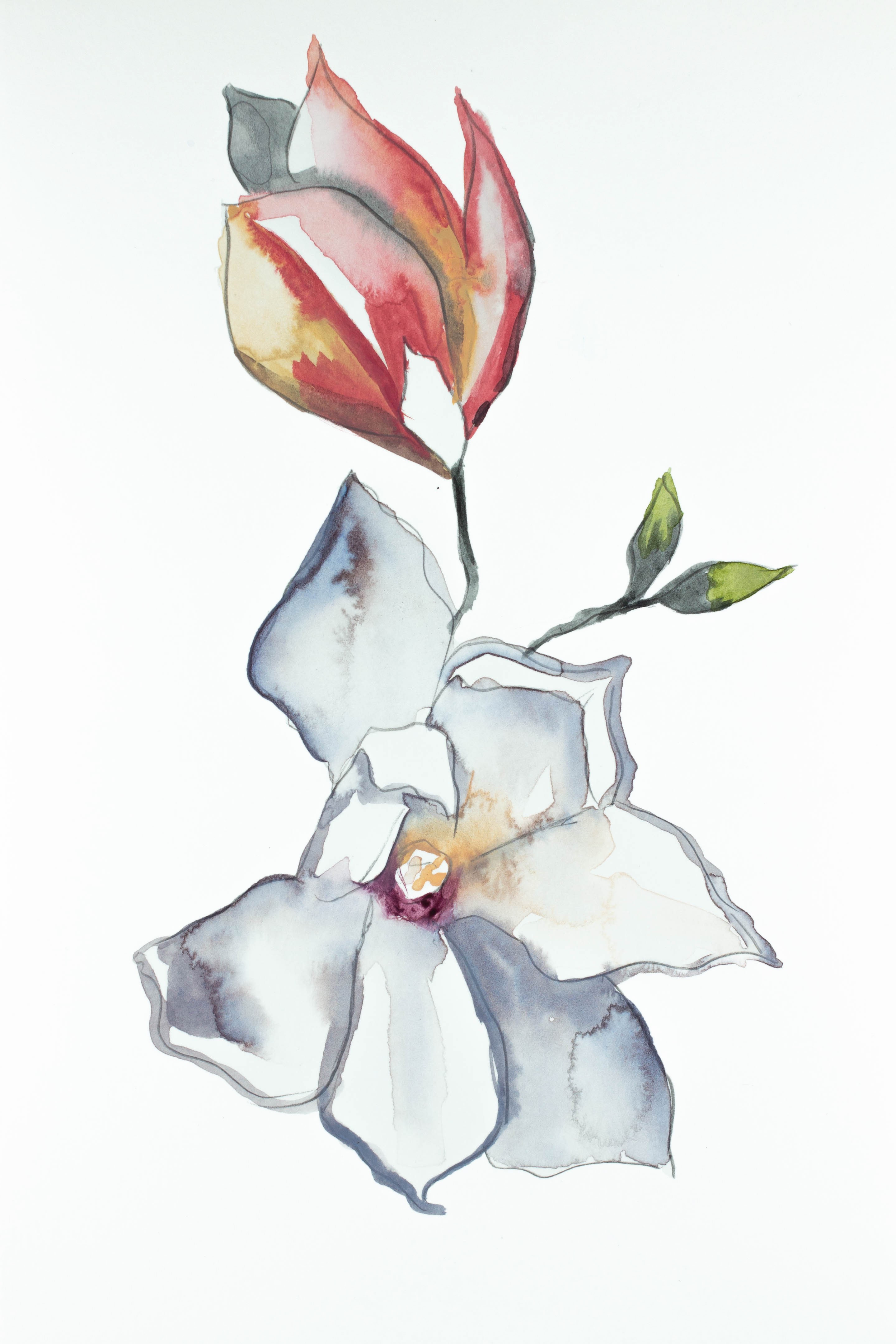 Elizabeth Becker, Magnolia Study No. 4 Elizabeth Becker, Magnolia Study No. 4
