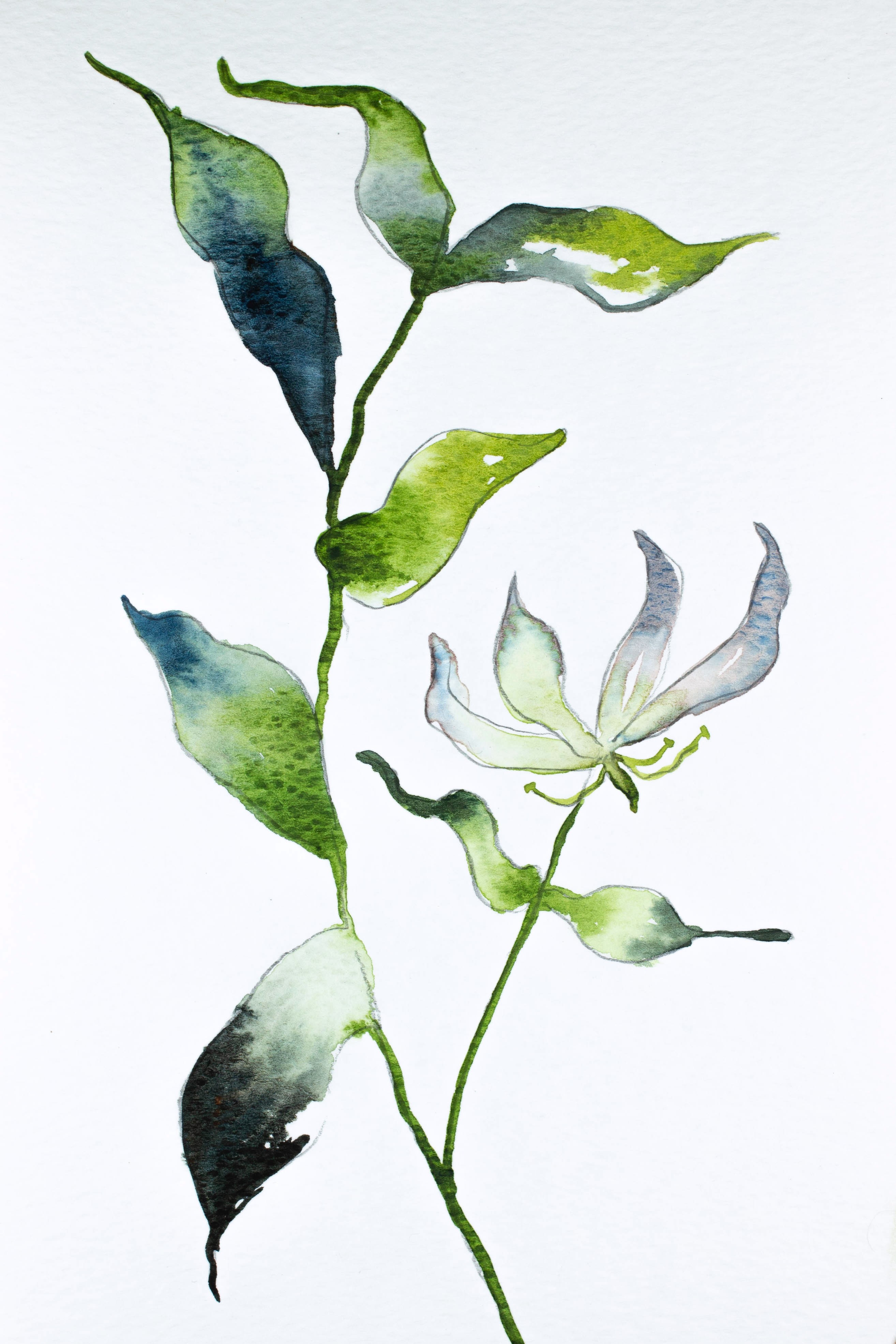 Elizabeth Becker, Gloriosa Lily Elizabeth Becker, Gloriosa Lily